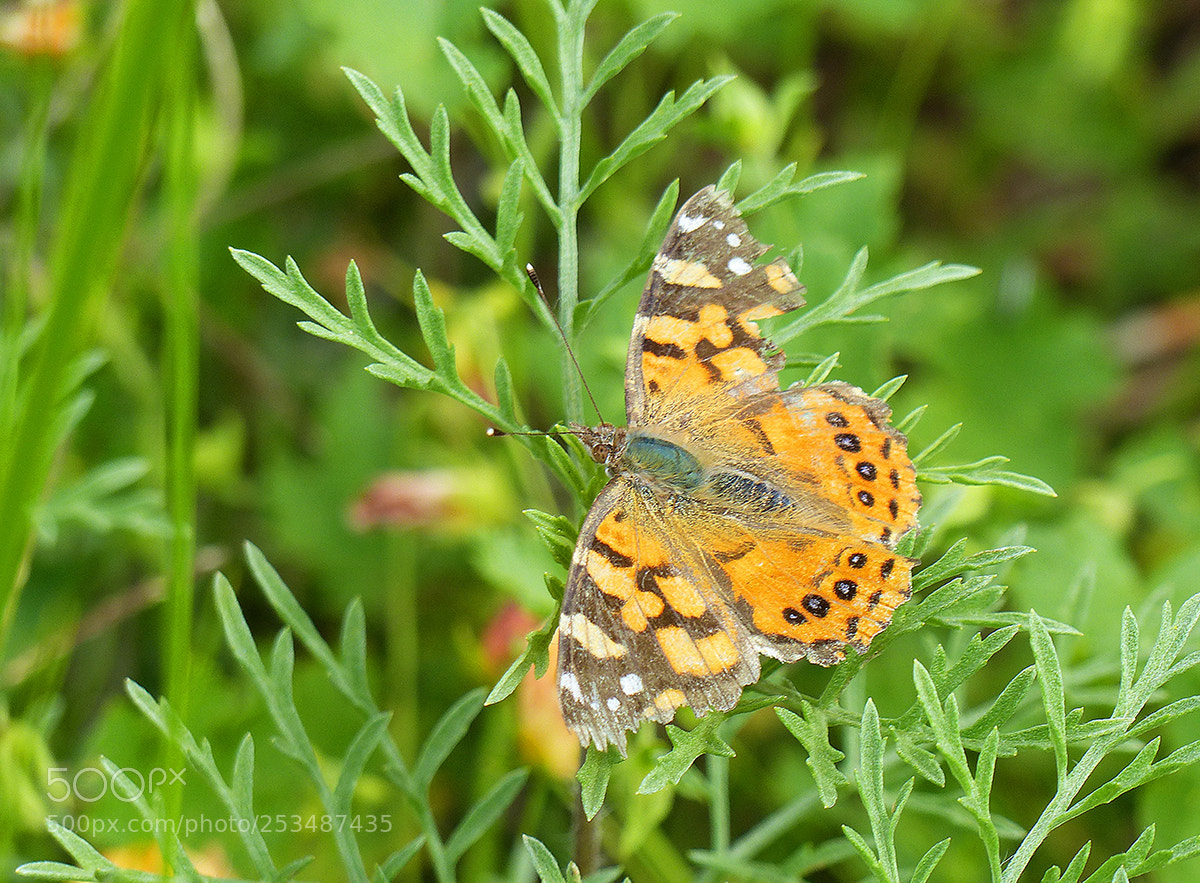 Panasonic Lumix DMC-FZ200 sample photo. ... photography