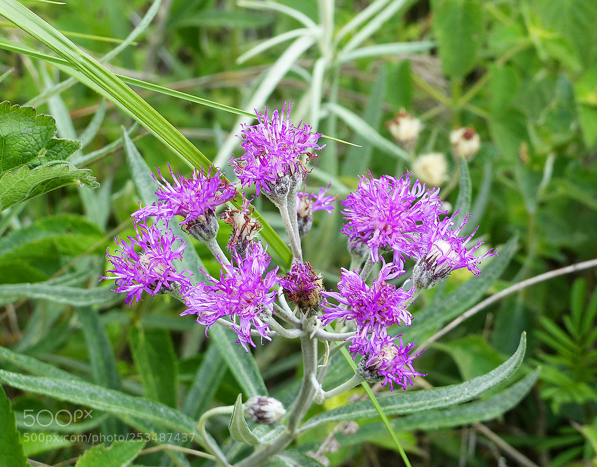 Panasonic Lumix DMC-FZ200 sample photo. ... photography