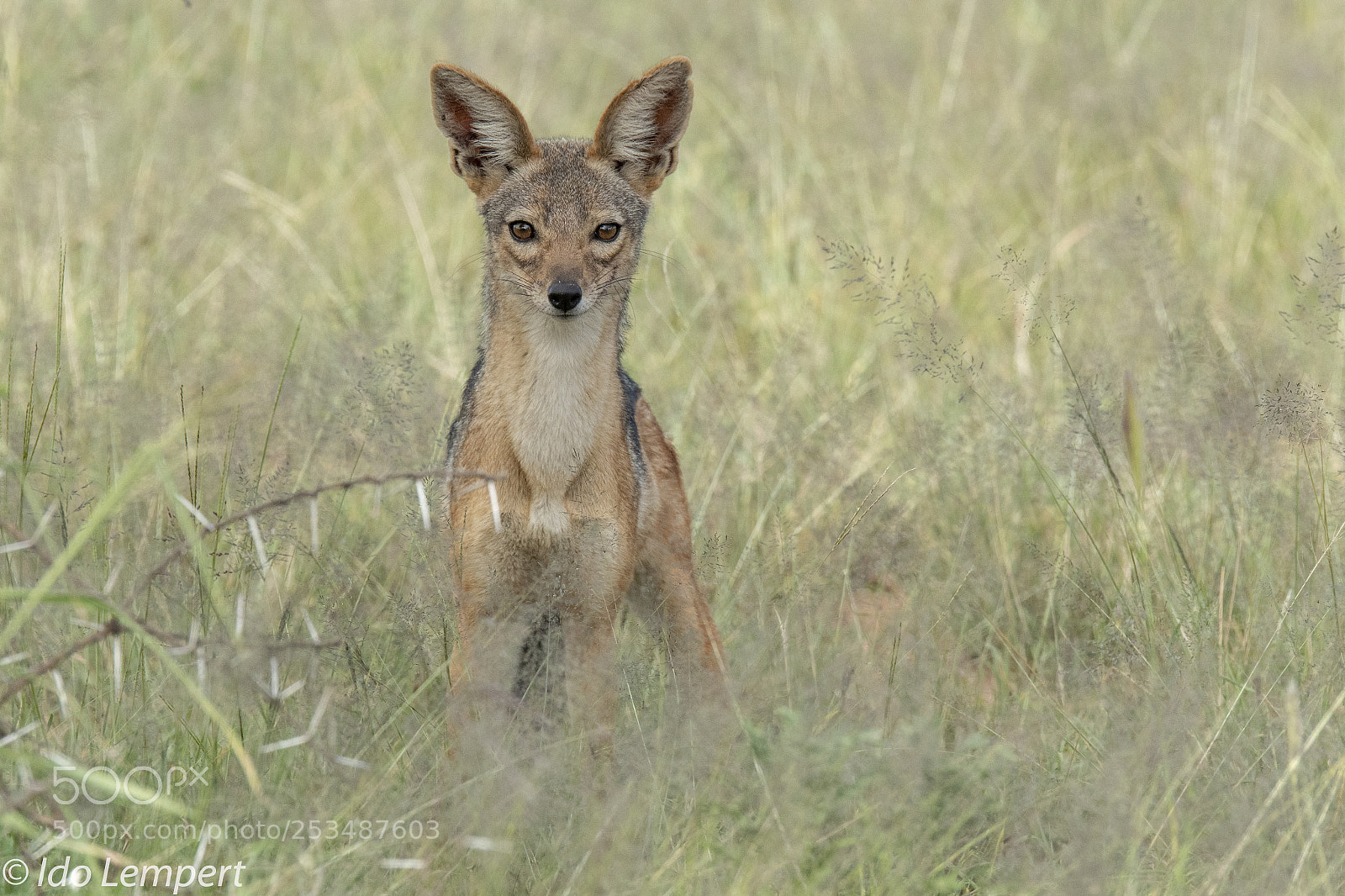 Nikon D500 sample photo. The jackal photography
