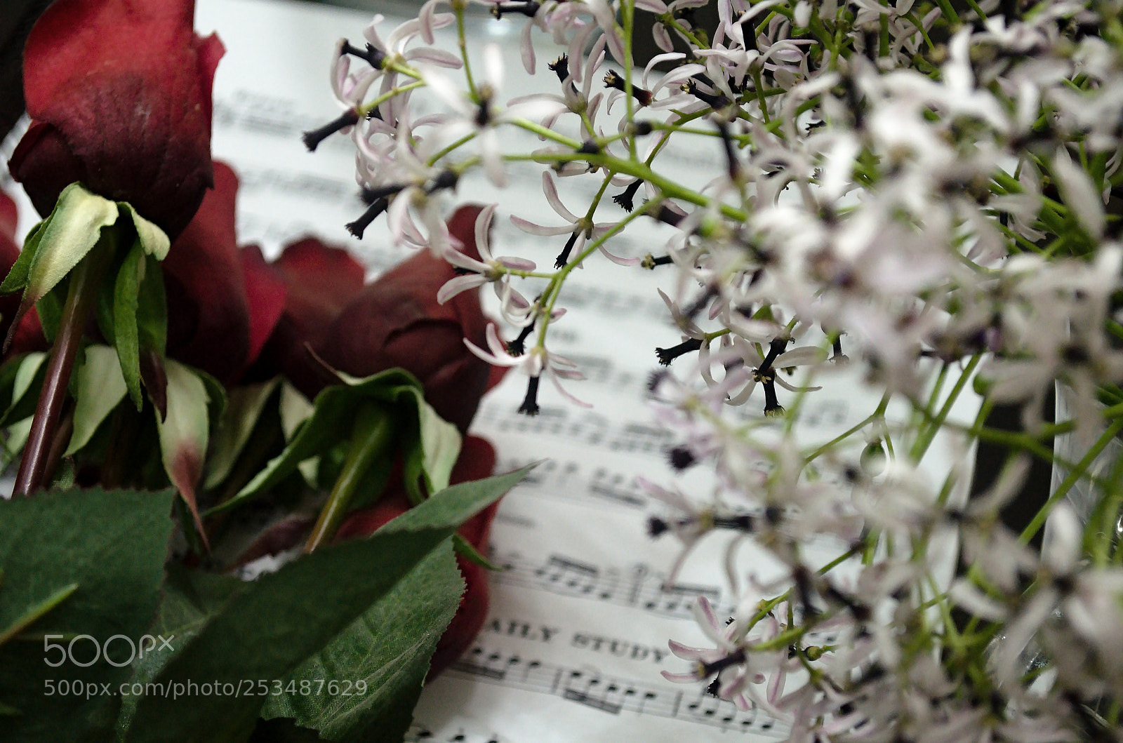 Nikon D5100 sample photo. Note & rose photography