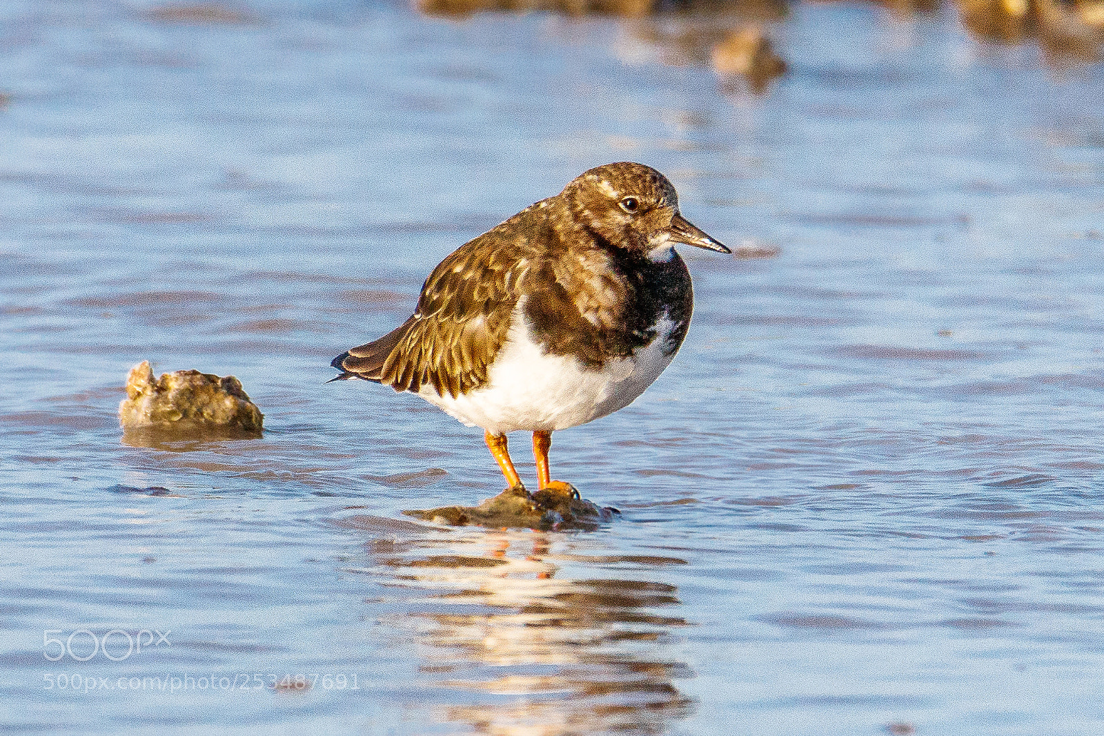 Canon EOS 80D sample photo. Turnstone photography