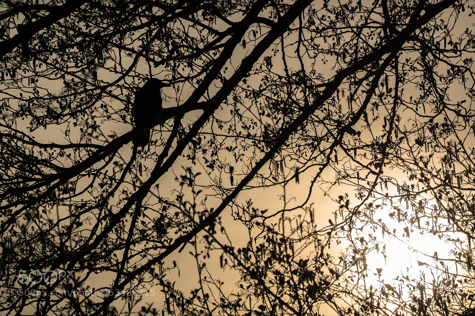 Sony SLT-A58 sample photo. Peace of mind photography