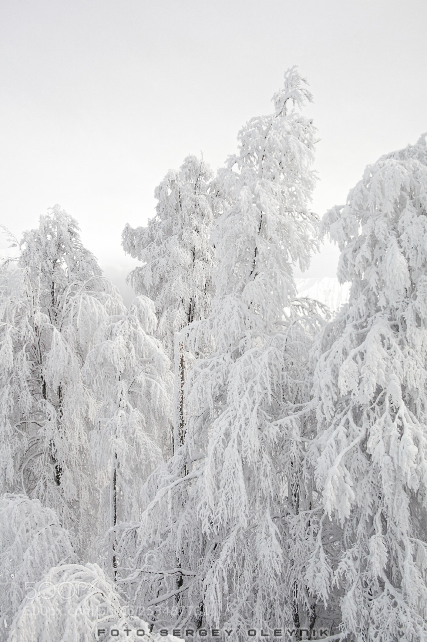 Canon EOS 5D Mark II sample photo. Winter's tale photography
