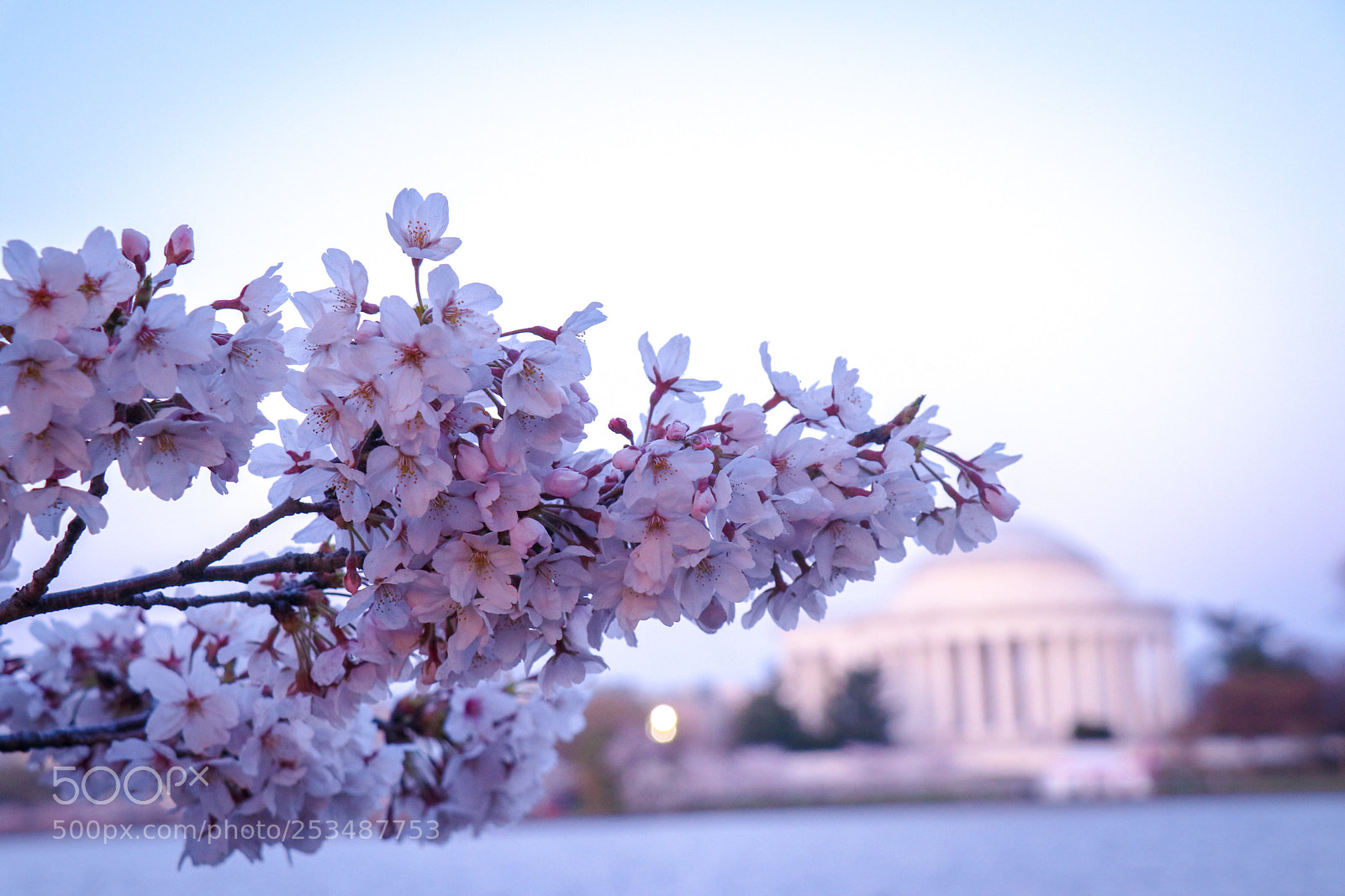 Canon EOS 80D sample photo. Cherry blossom photography