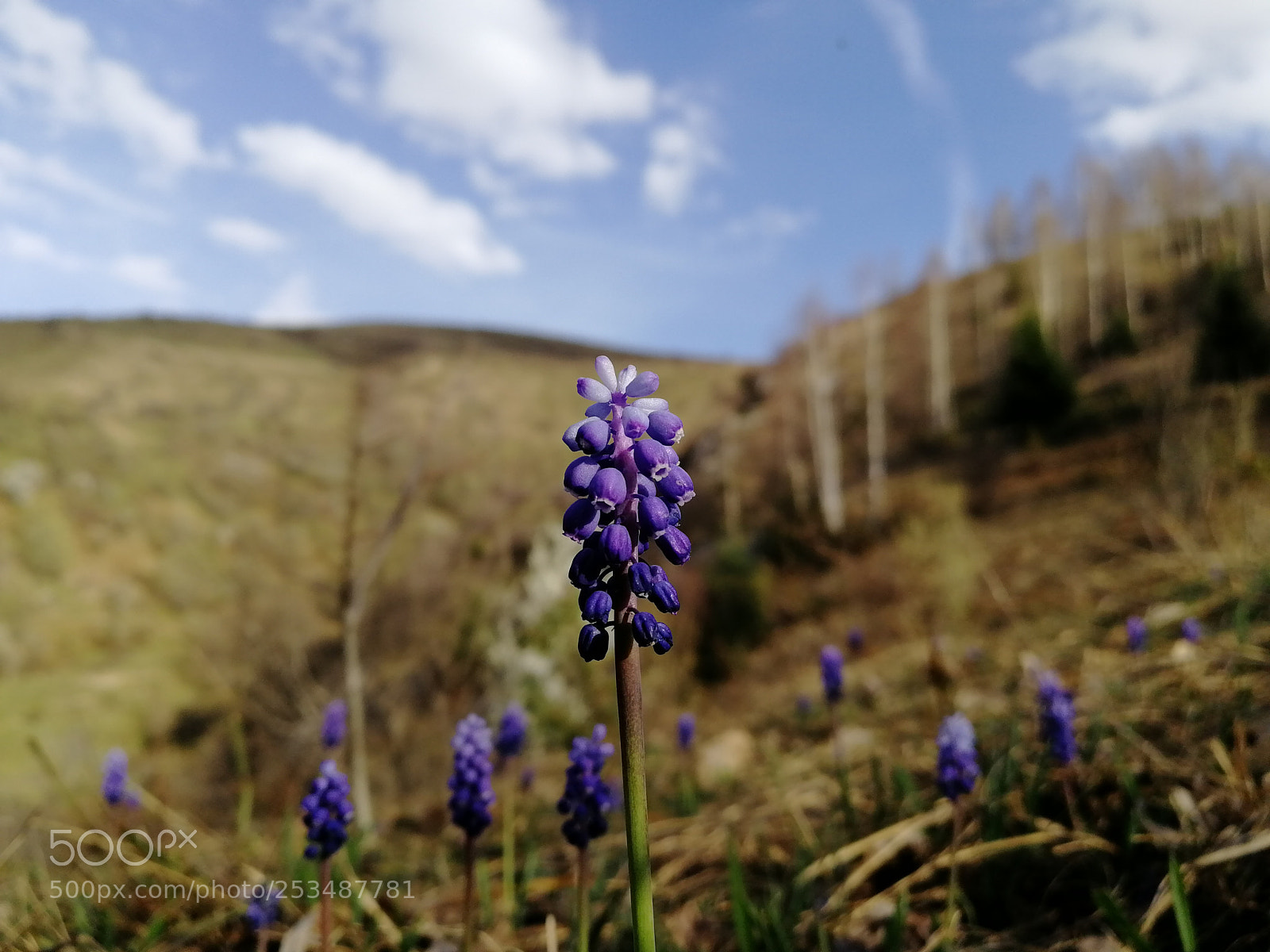 HUAWEI Honor 9 sample photo. Spring flower photography