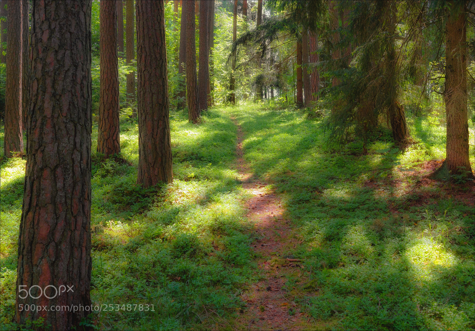 Fujifilm X-T2 sample photo. Forest footpath photography