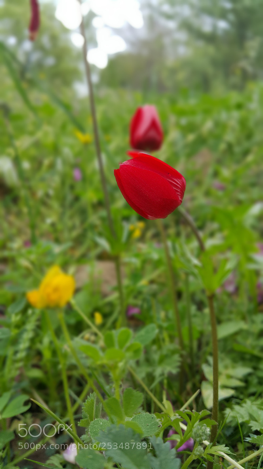 Samsung Galaxy Note4 sample photo. 20180408_145629.jpg photography