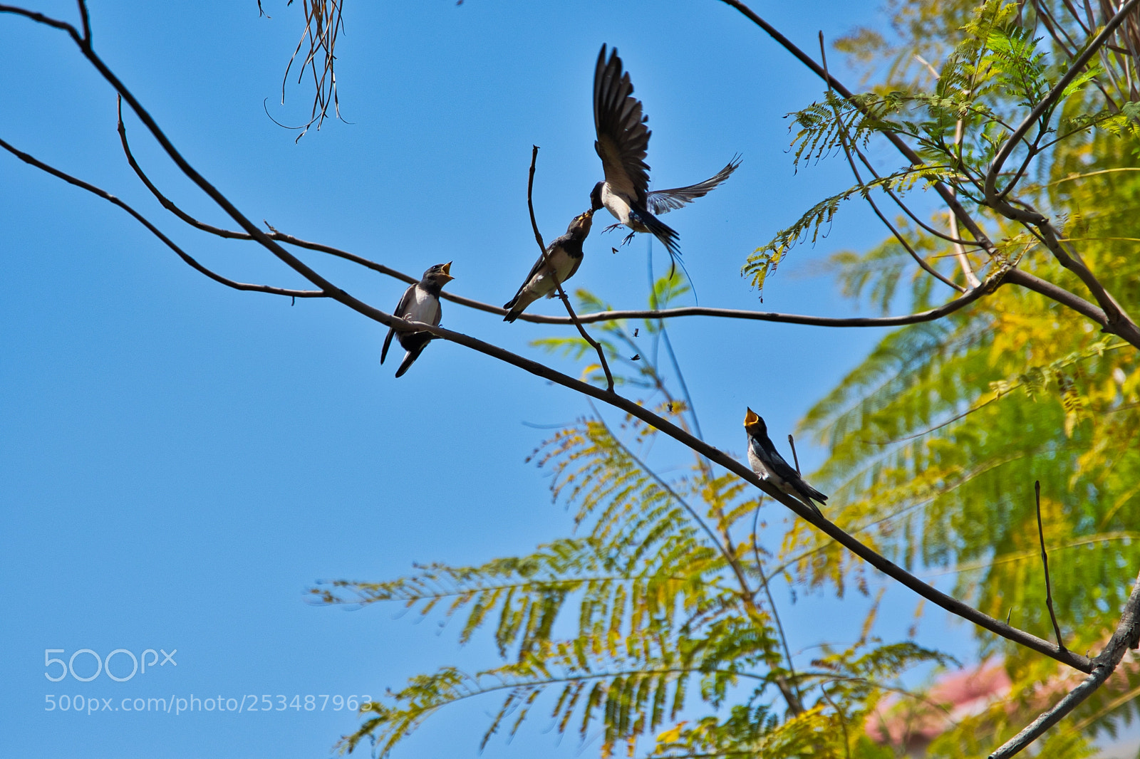 Nikon D500 sample photo. Birds photography