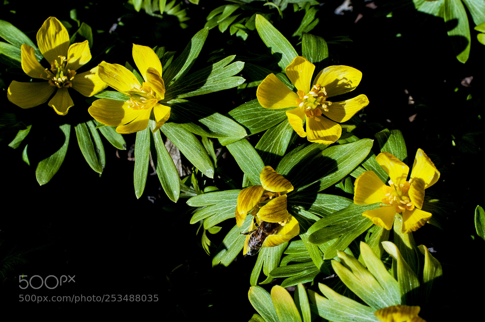 Nikon D700 sample photo. The small yellow flowers photography