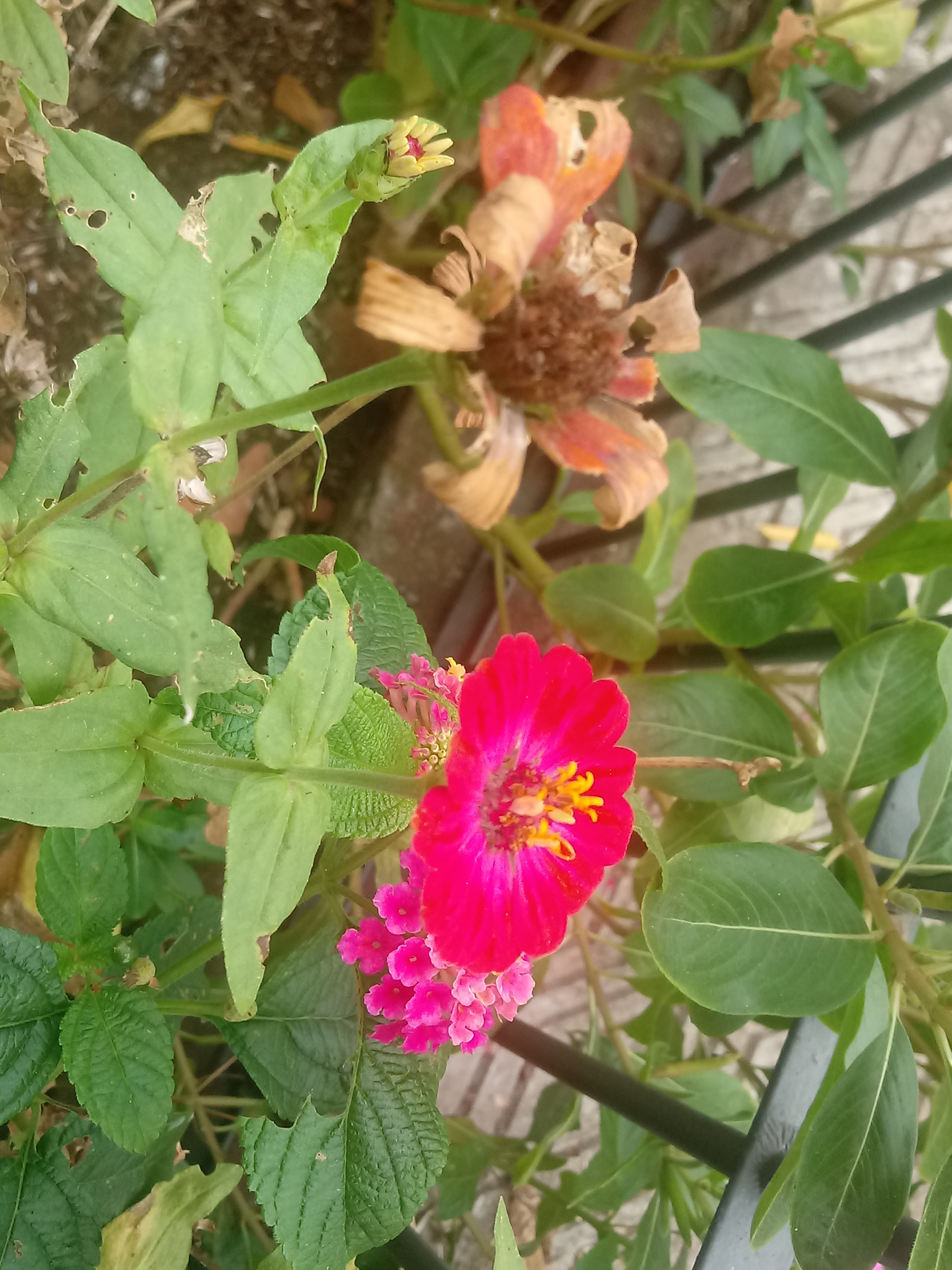 LG K10 (2017) sample photo