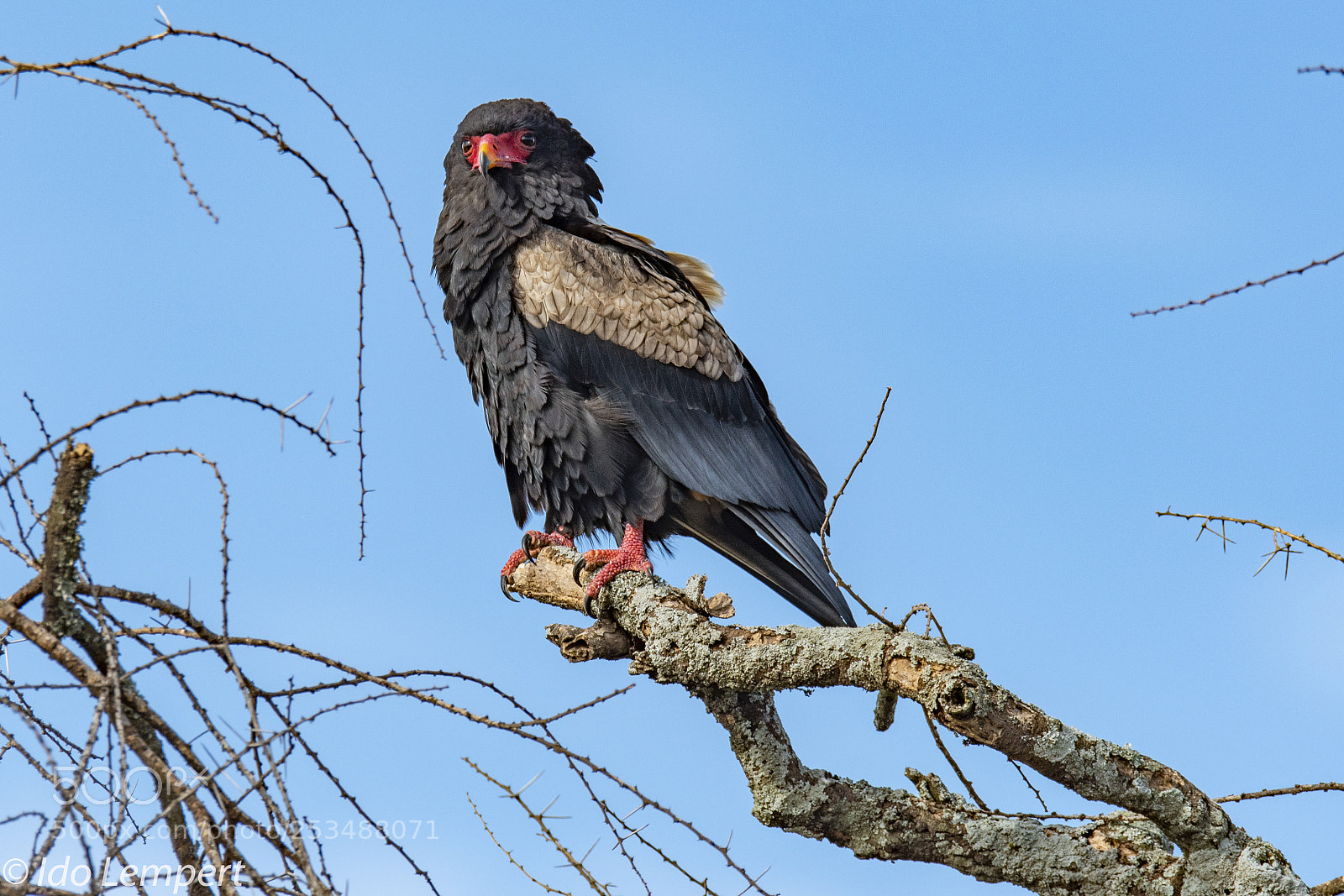 Nikon D500 sample photo. Looking for prey photography