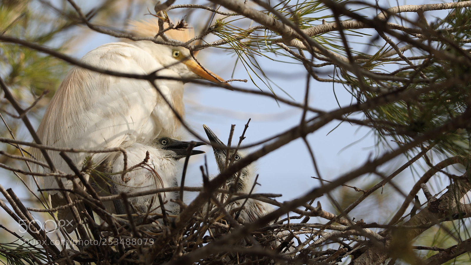 Canon EOS 5D Mark IV sample photo. Untitled photography