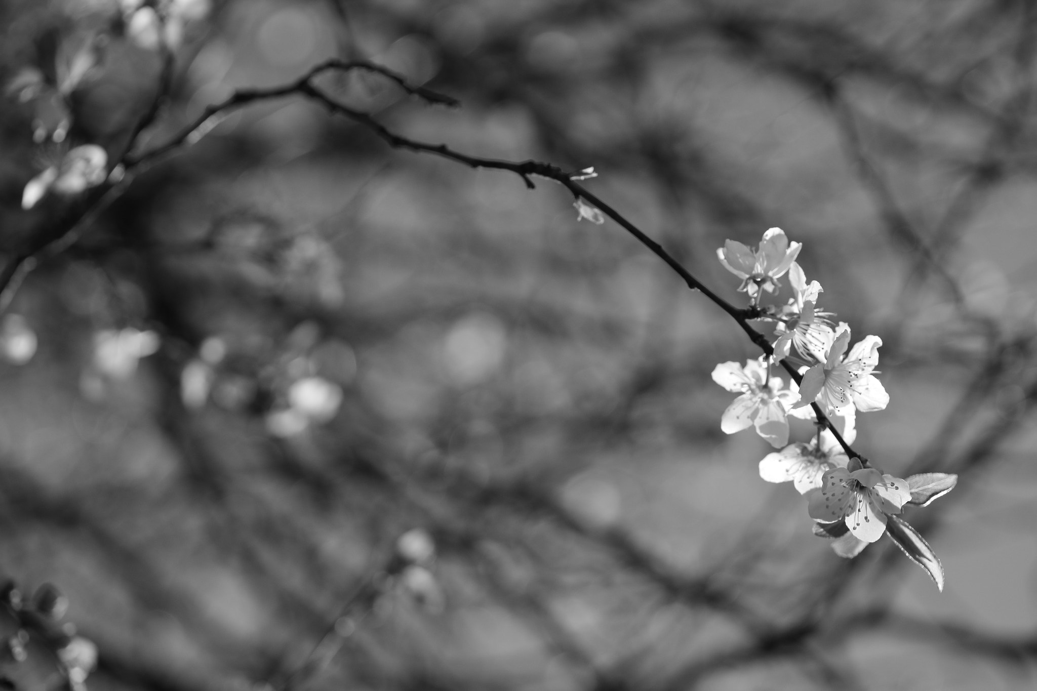 Canon EF-S 60mm F2.8 Macro USM sample photo. In blossom photography