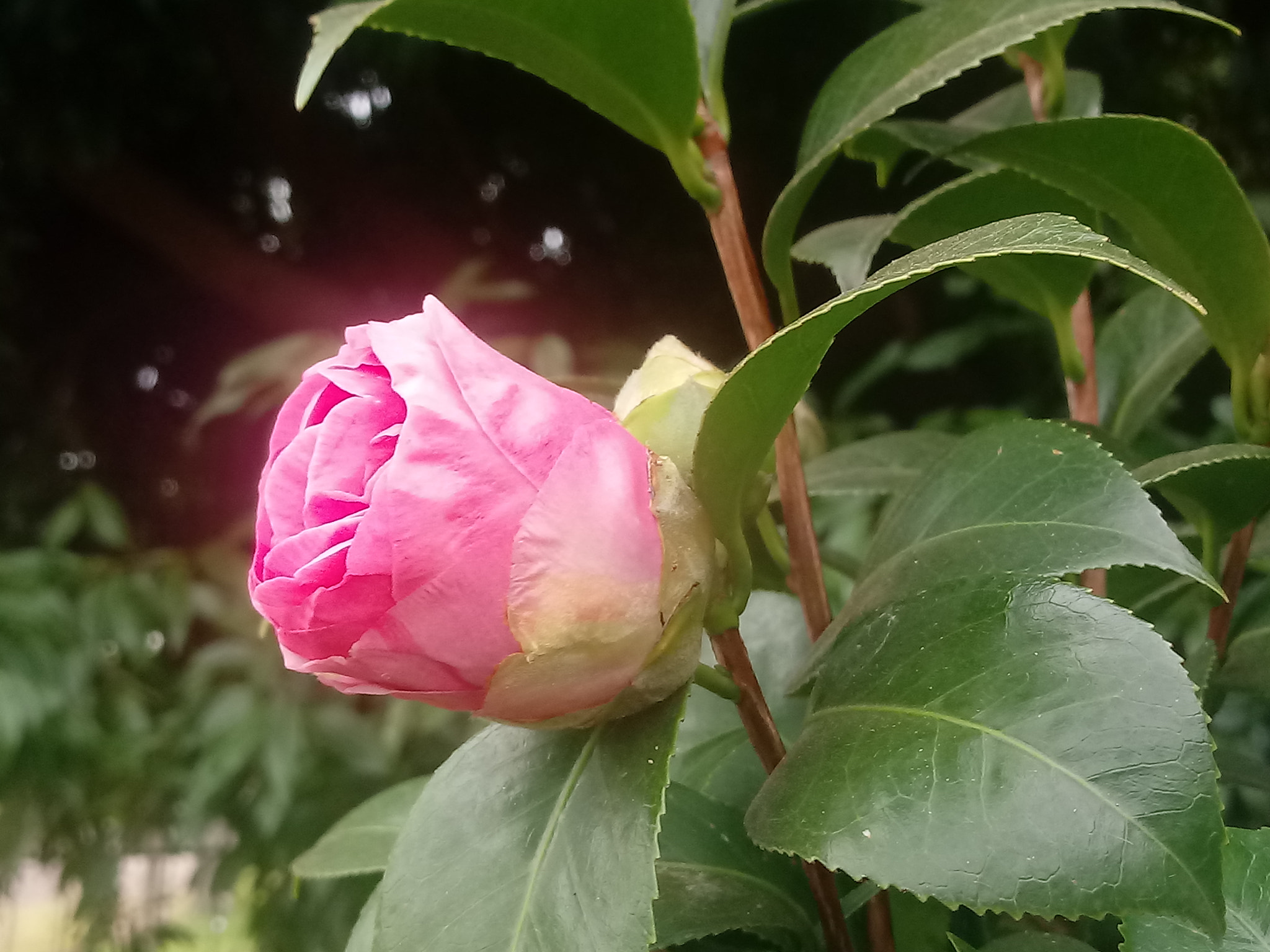 LG K10 (2017) sample photo