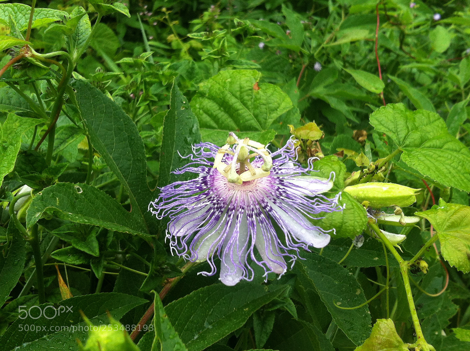 Apple iPhone 4 sample photo. Img photography