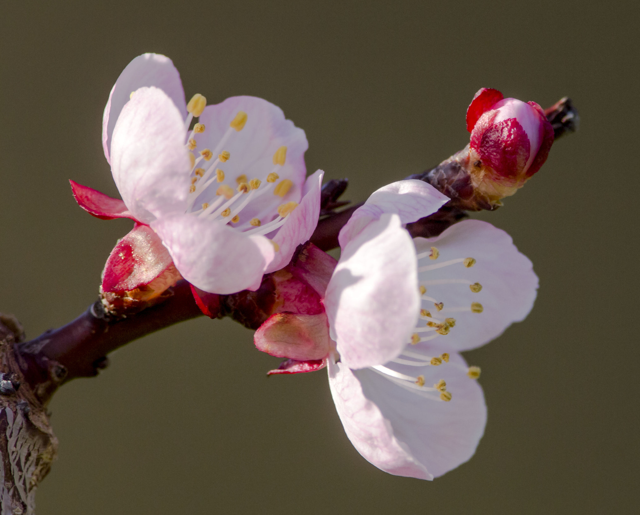 Olympus E-5 sample photo. Peach flower photography