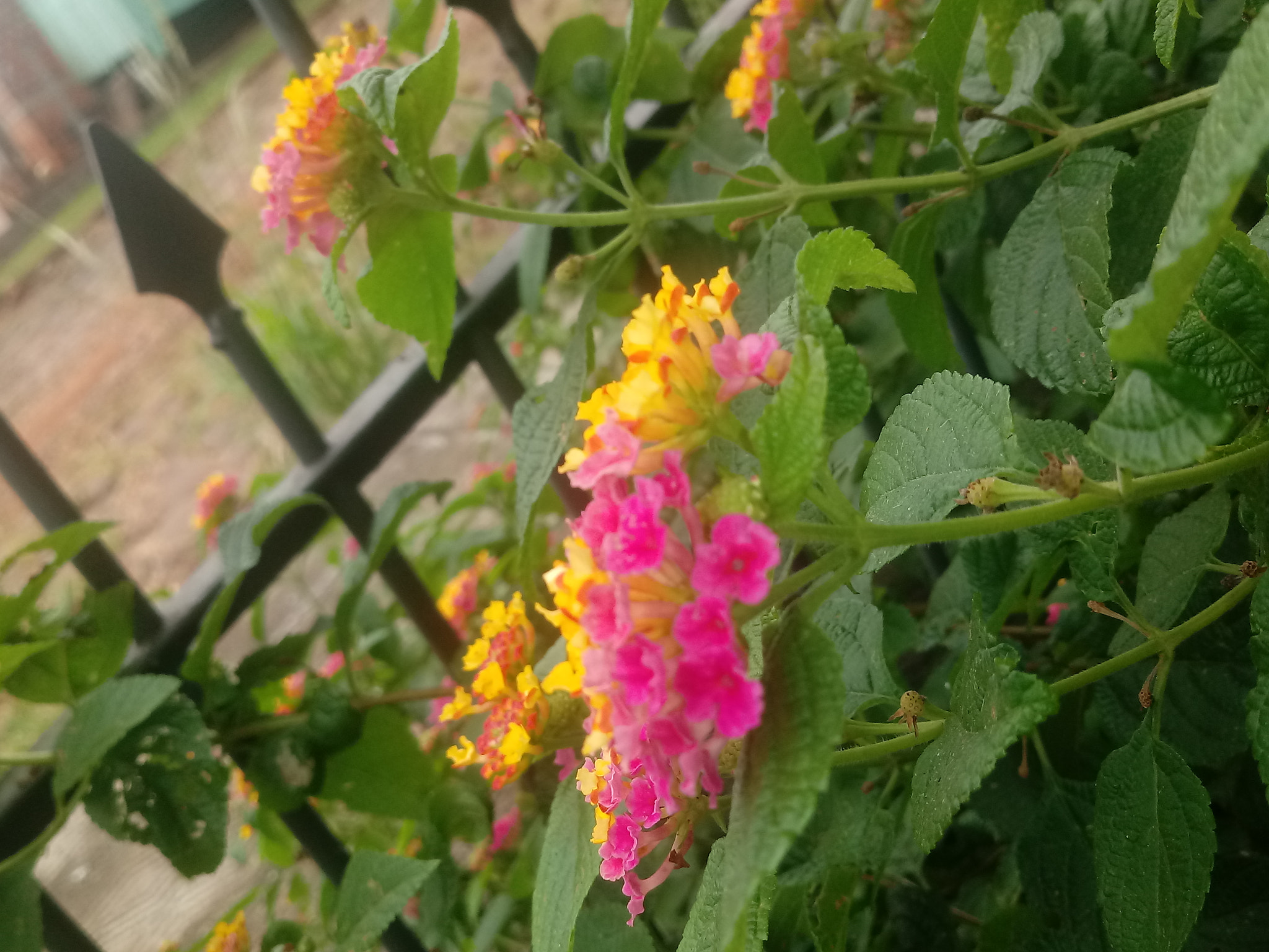 LG K10 (2017) sample photo