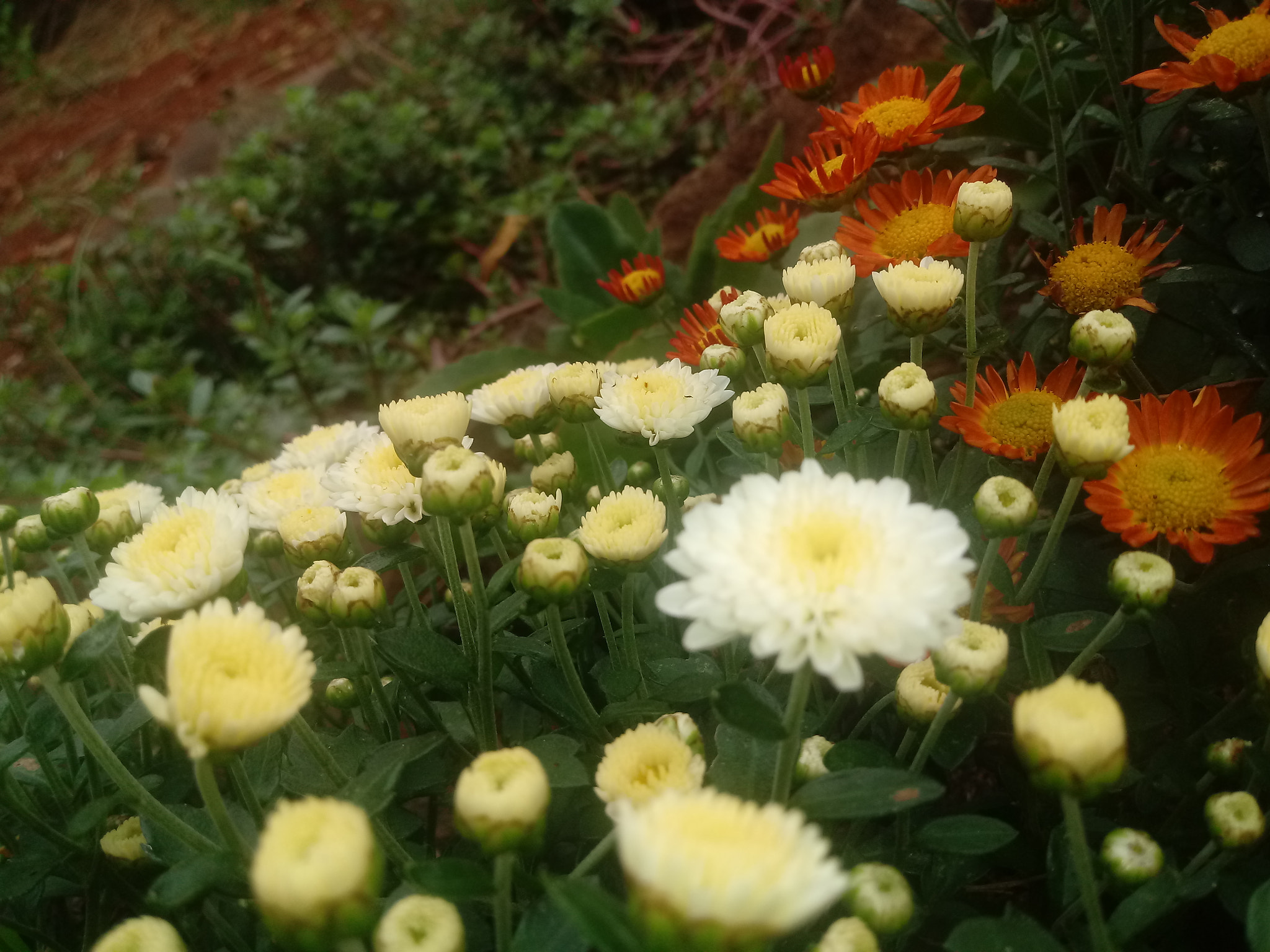 LG K10 (2017) sample photo