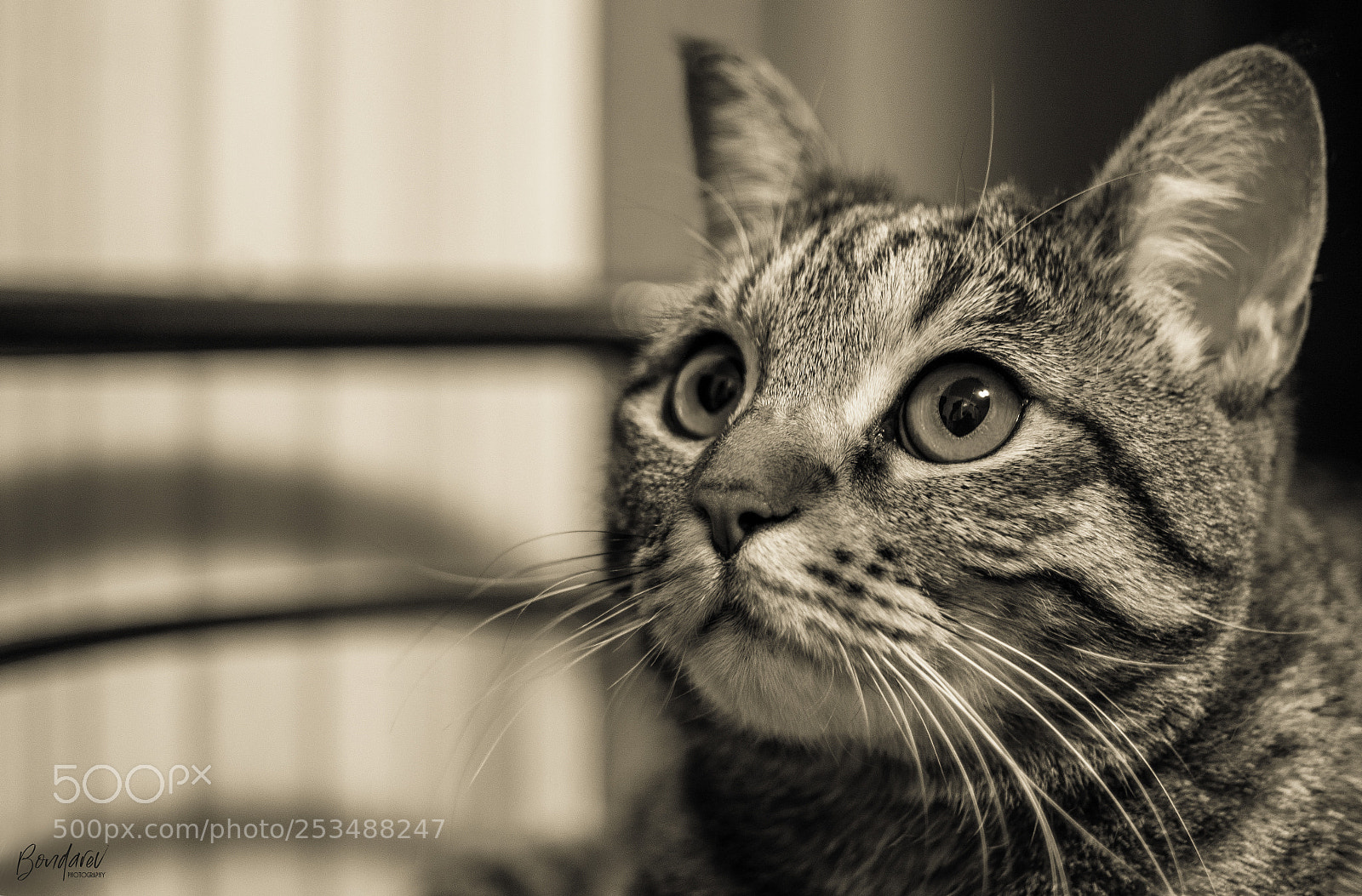 Nikon D7100 sample photo. Cat's eye..(2) photography