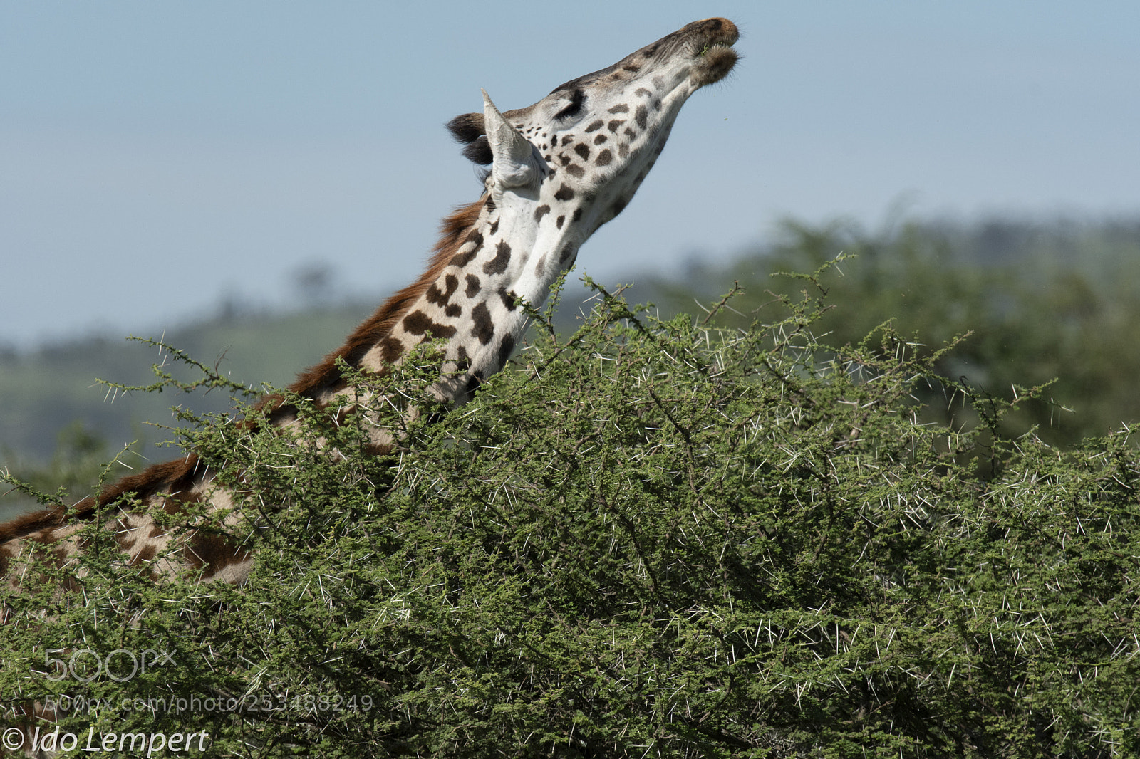 Nikon D500 sample photo. Long neck photography