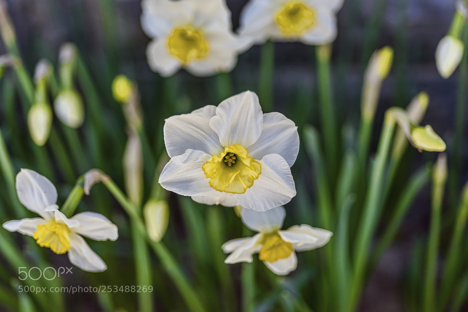 Nikon D810 sample photo. Untitled photography