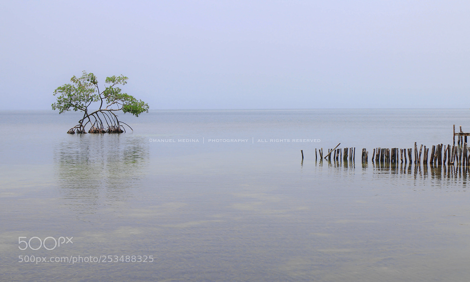 Canon EOS M sample photo. Manglar photography
