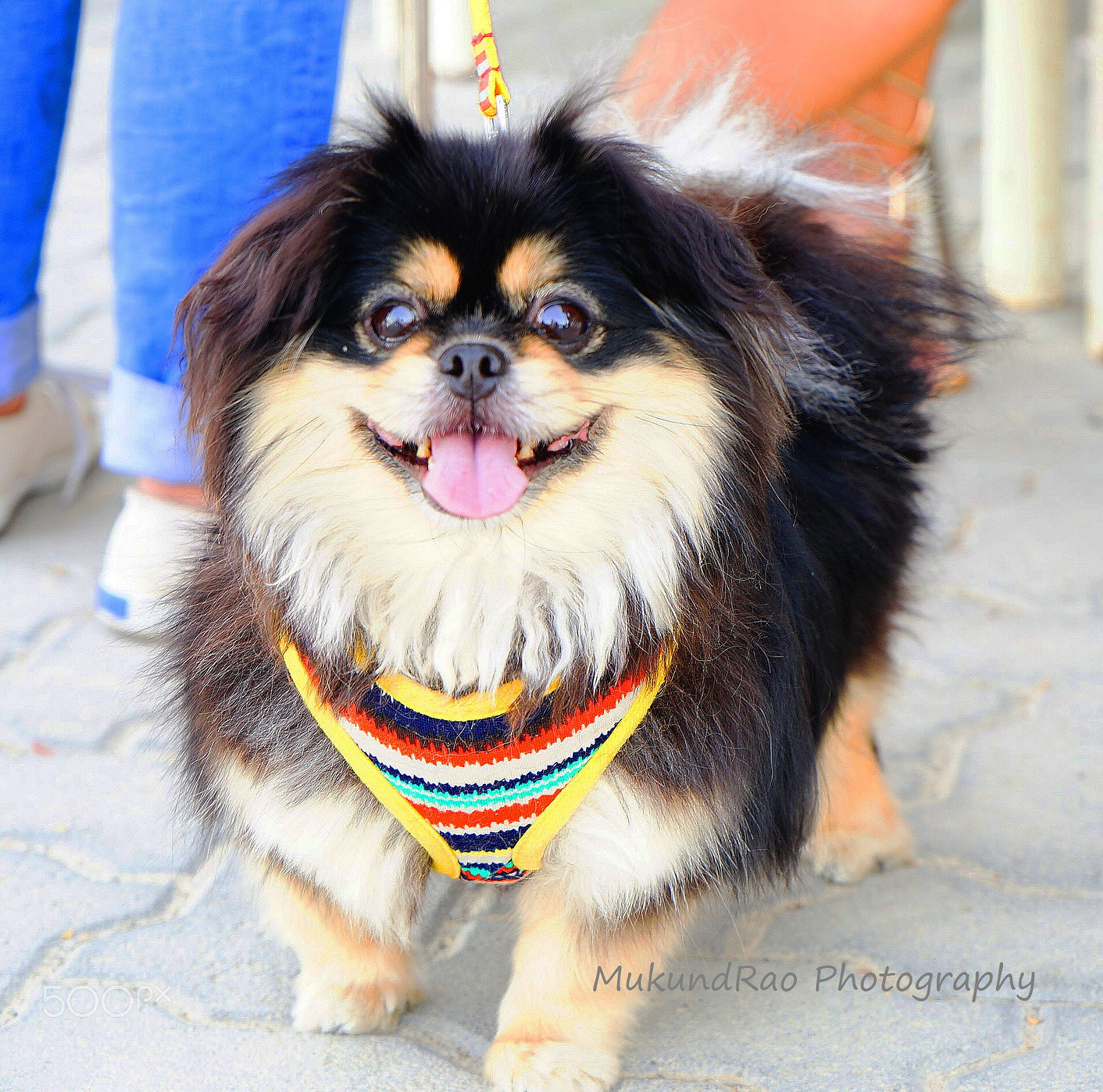 Sony FE 28-70mm F3.5-5.6 OSS sample photo. Laughing dog photography
