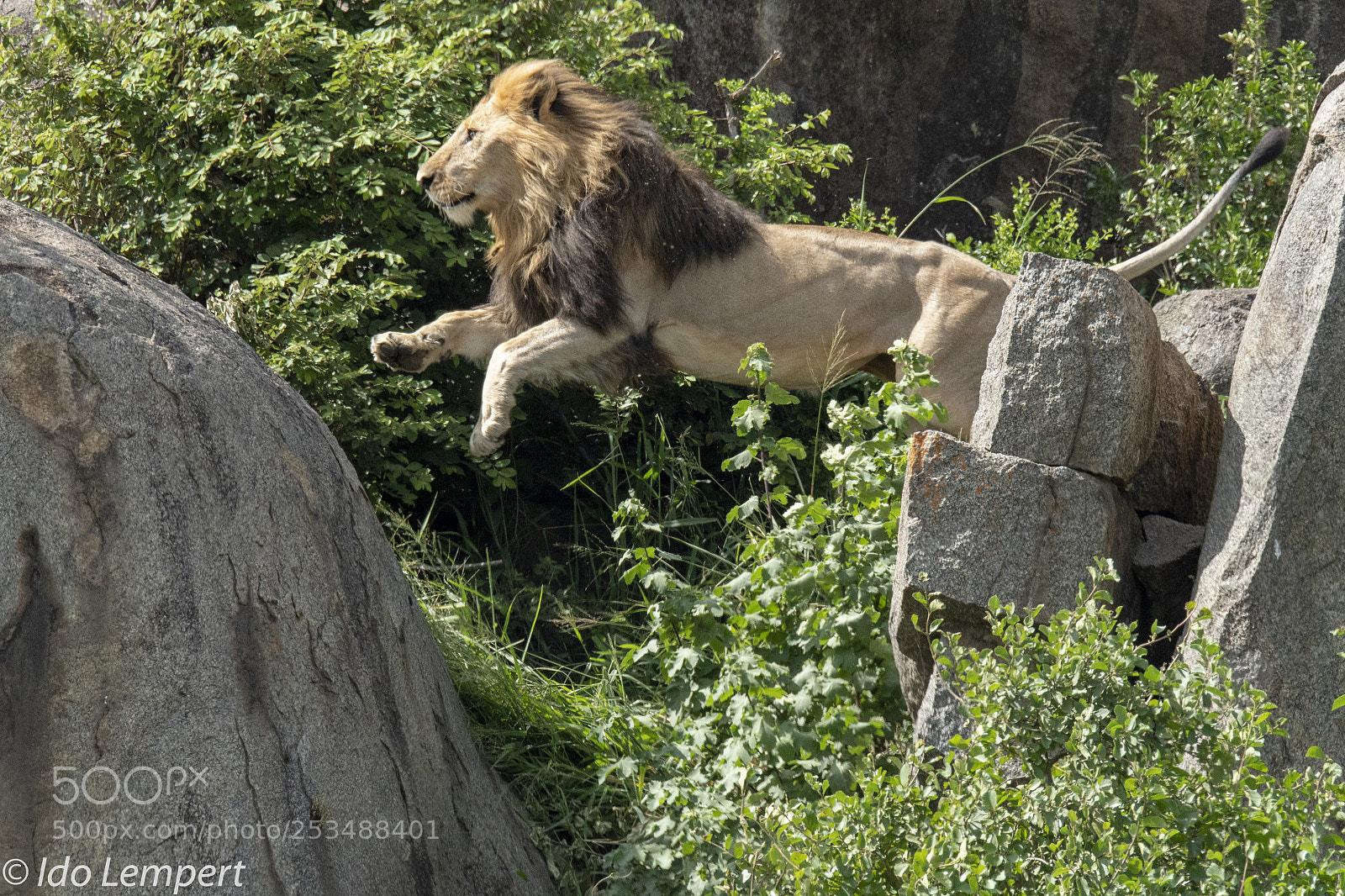 Nikon D500 sample photo. The jump photography