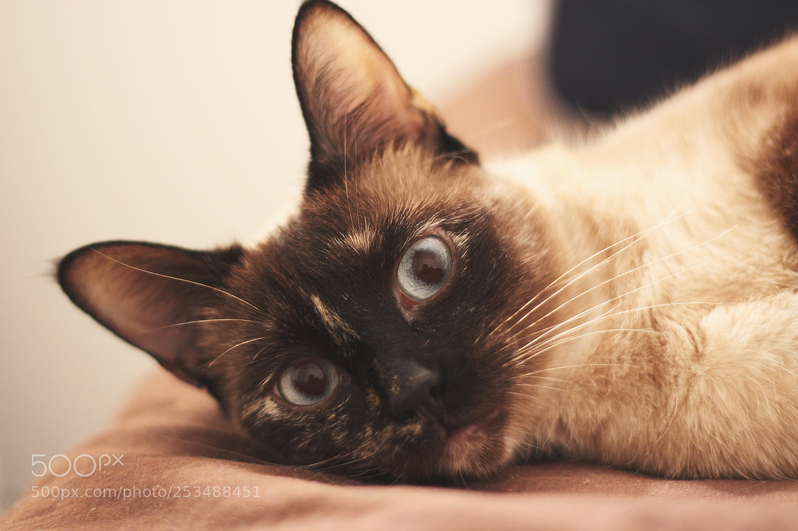 Canon EOS 600D (Rebel EOS T3i / EOS Kiss X5) sample photo. Img photography