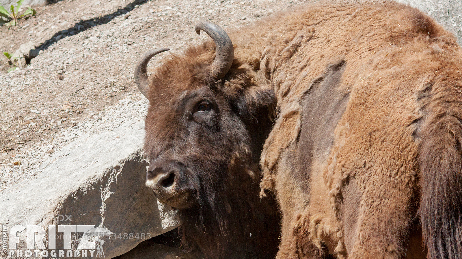 Canon EOS 50D sample photo. Wisent im alpenzoo photography