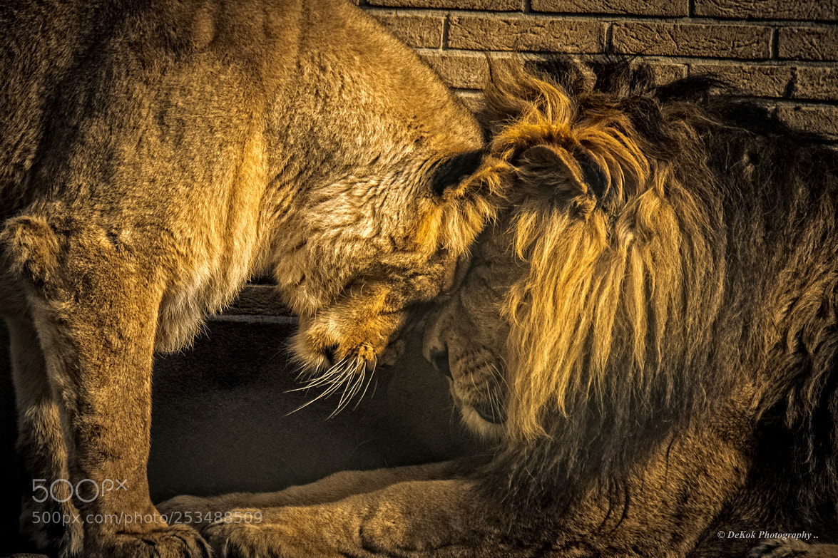 Nikon D500 sample photo. Asian lions .. photography