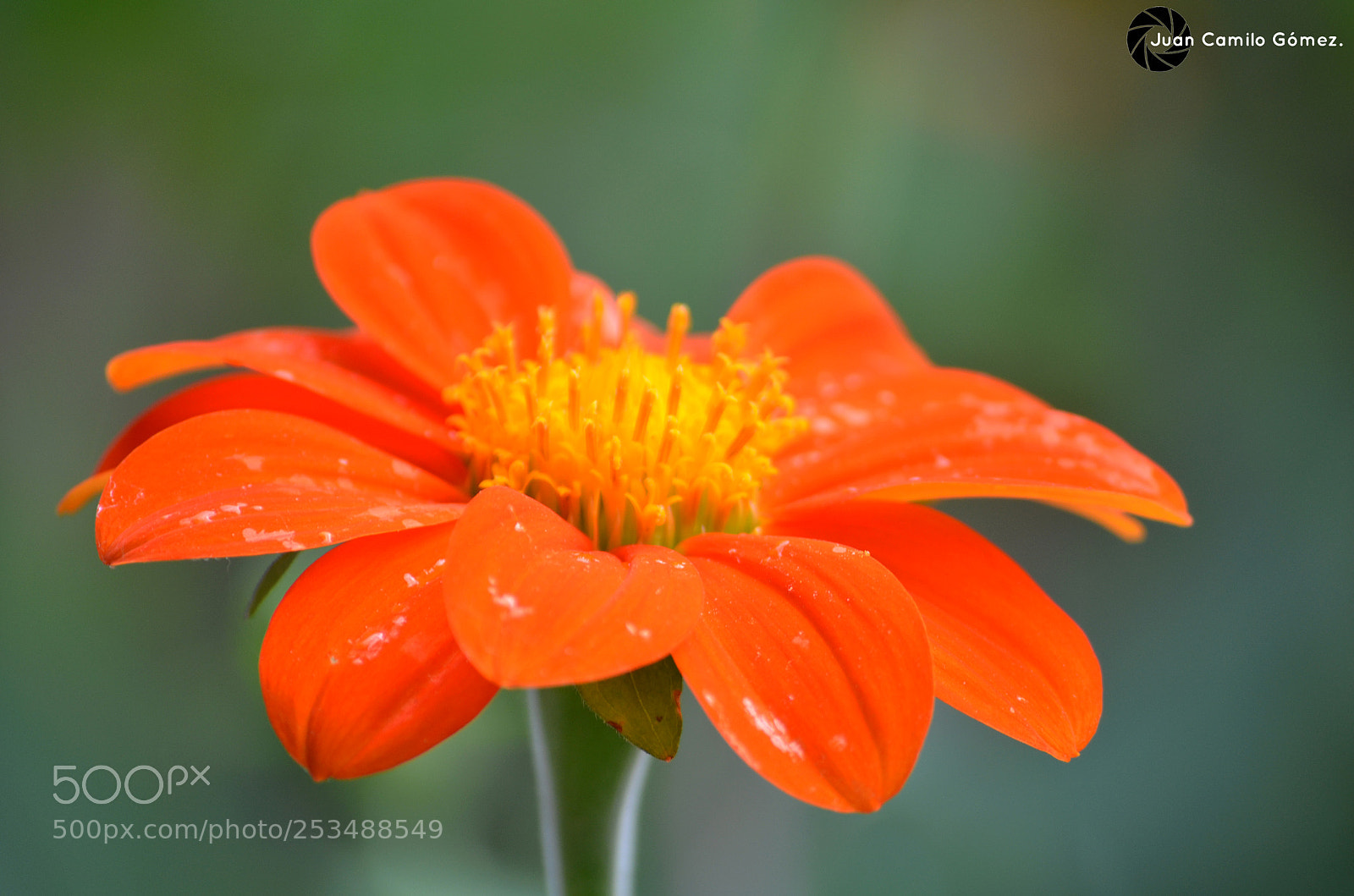 Nikon D5100 sample photo. Najaran photography