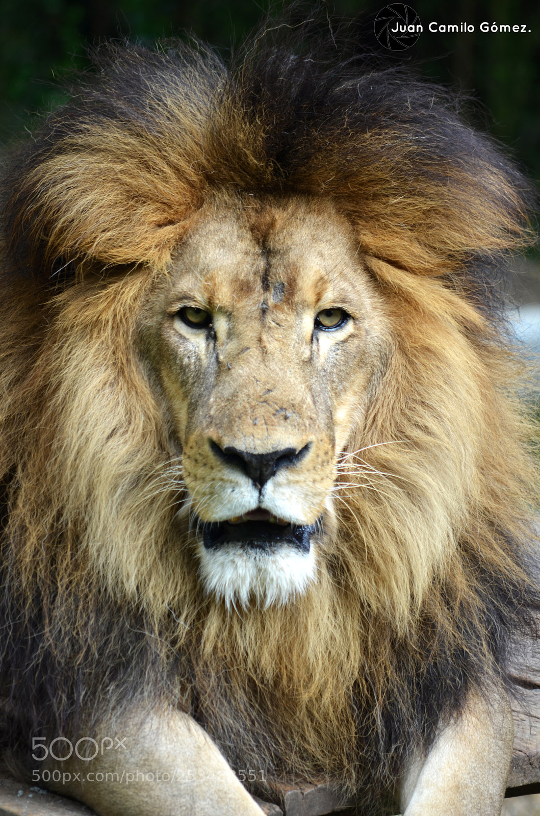 Nikon D5100 sample photo. Cesar the king photography
