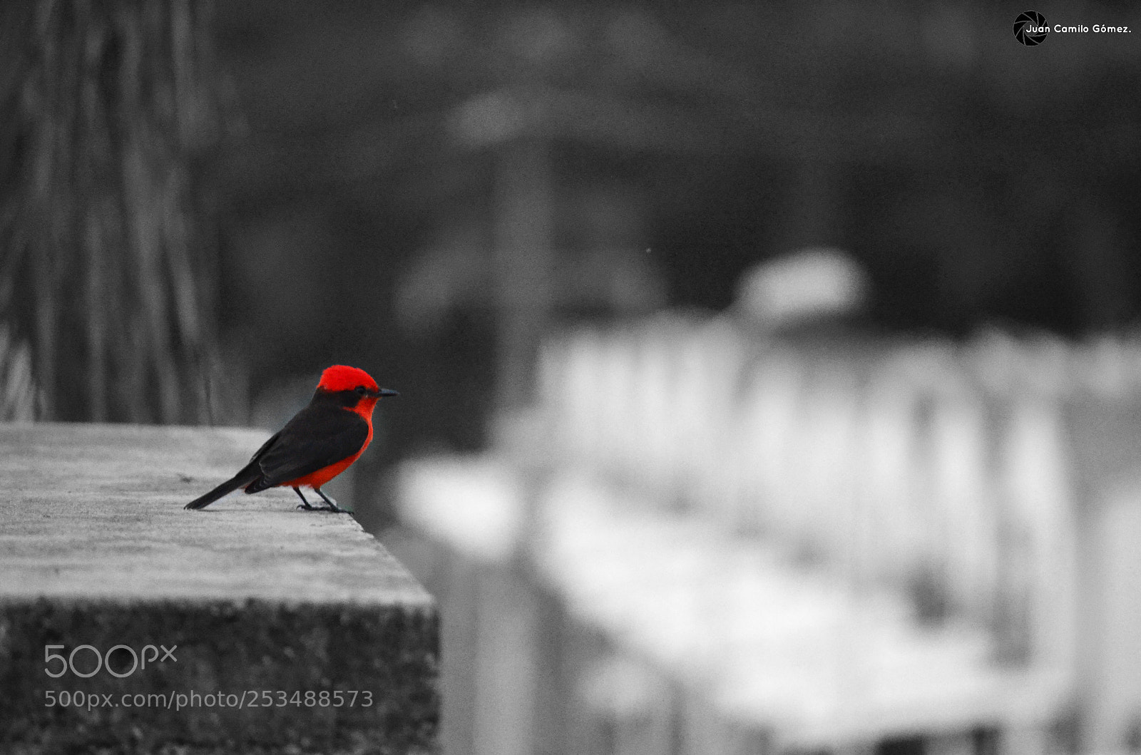Nikon D5100 sample photo. Little red photography