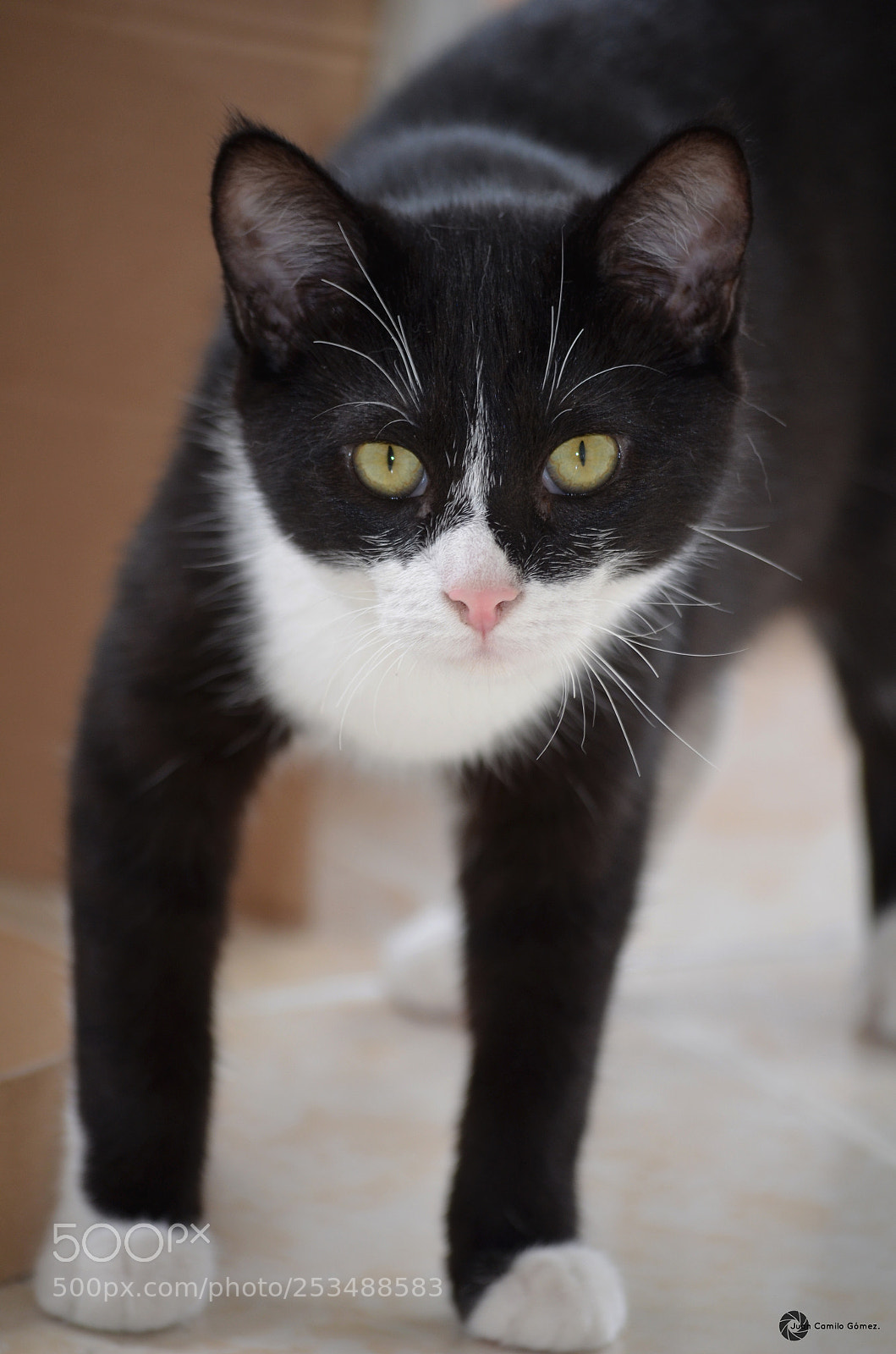 Nikon D5100 sample photo. Vainilla photography