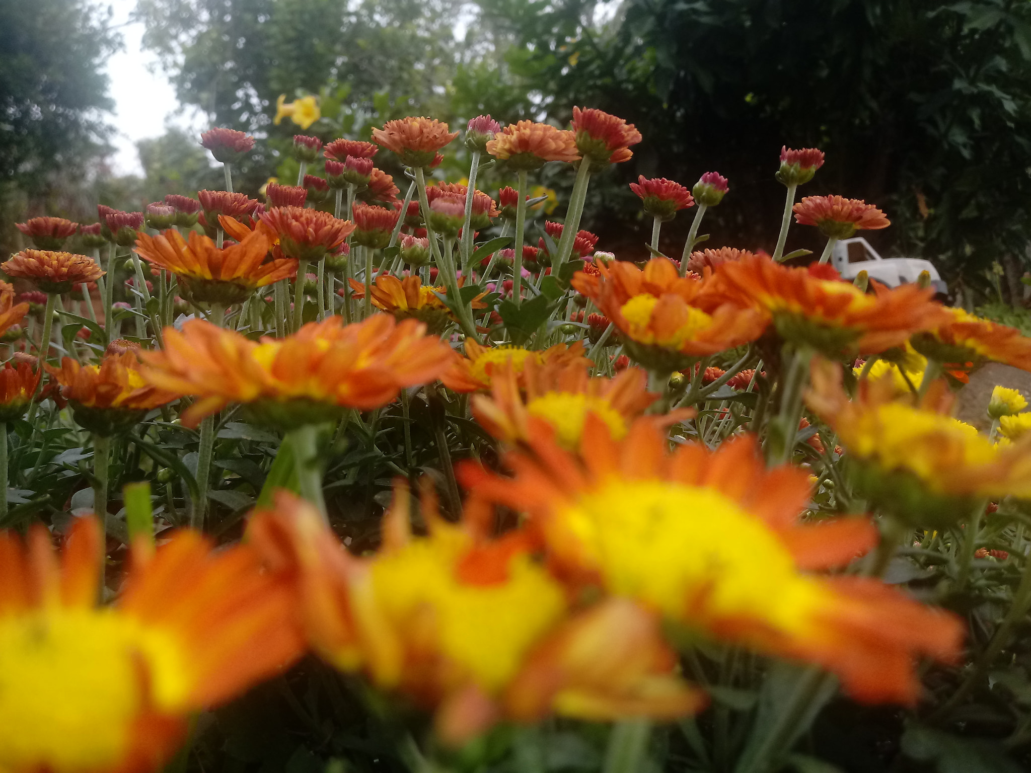 LG K10 (2017) sample photo