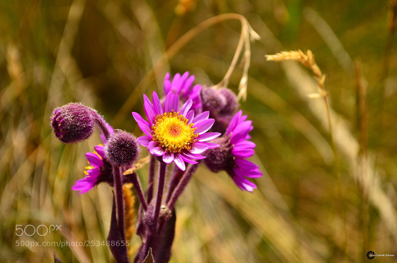 Nikon D5100 sample photo. Beedao photography
