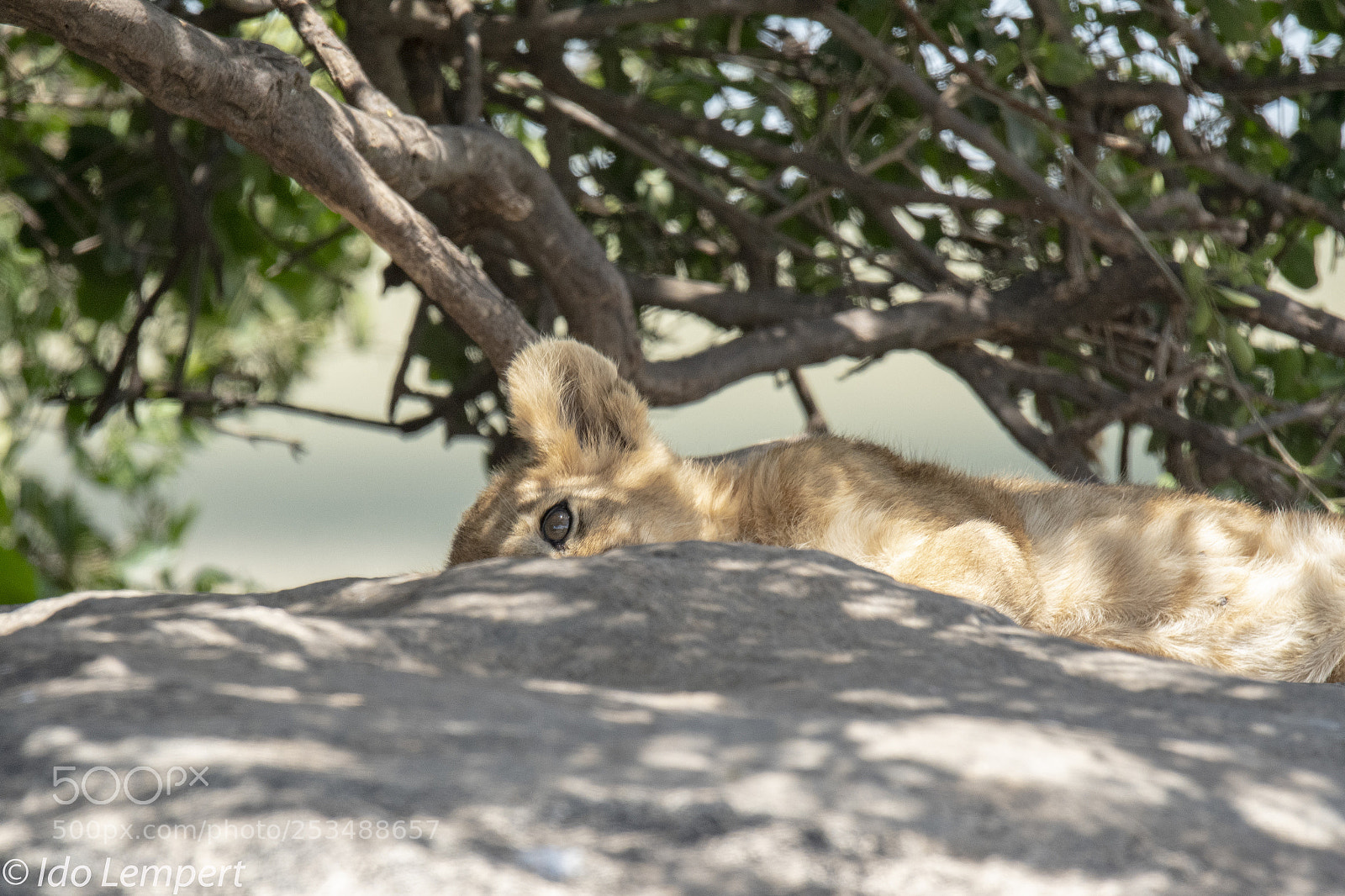 Nikon D500 sample photo. I am watching you photography