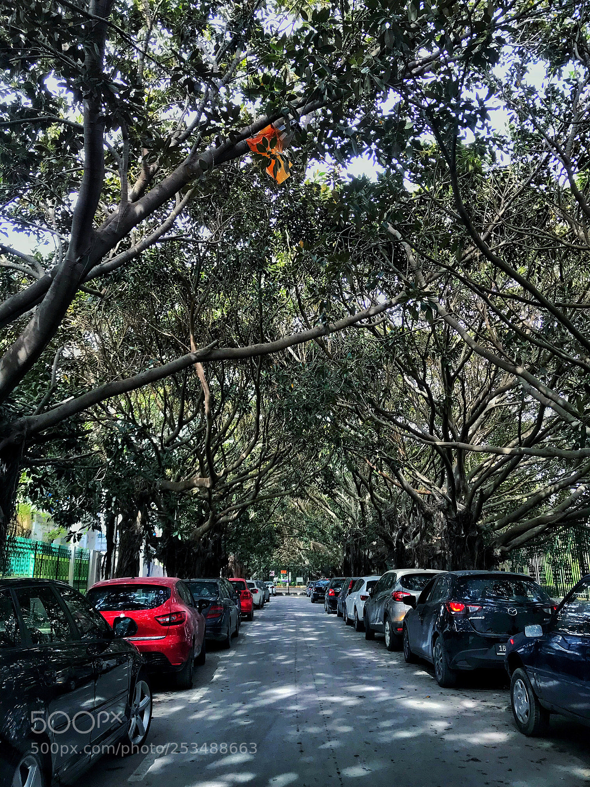 Apple iPhone 7 Plus sample photo. Tree hugs photography