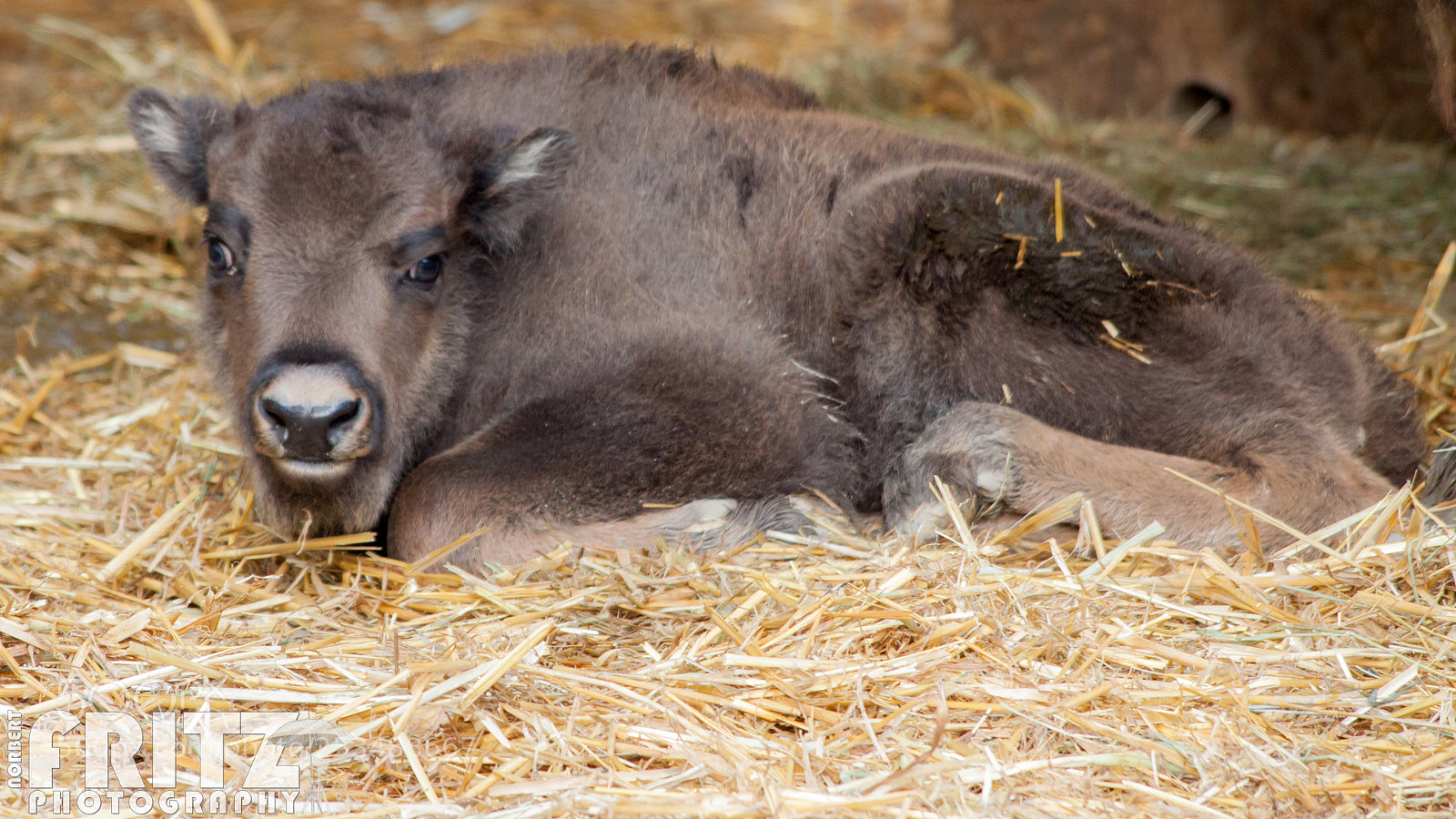 Canon EOS 50D sample photo. Wisent im alpenzoo photography