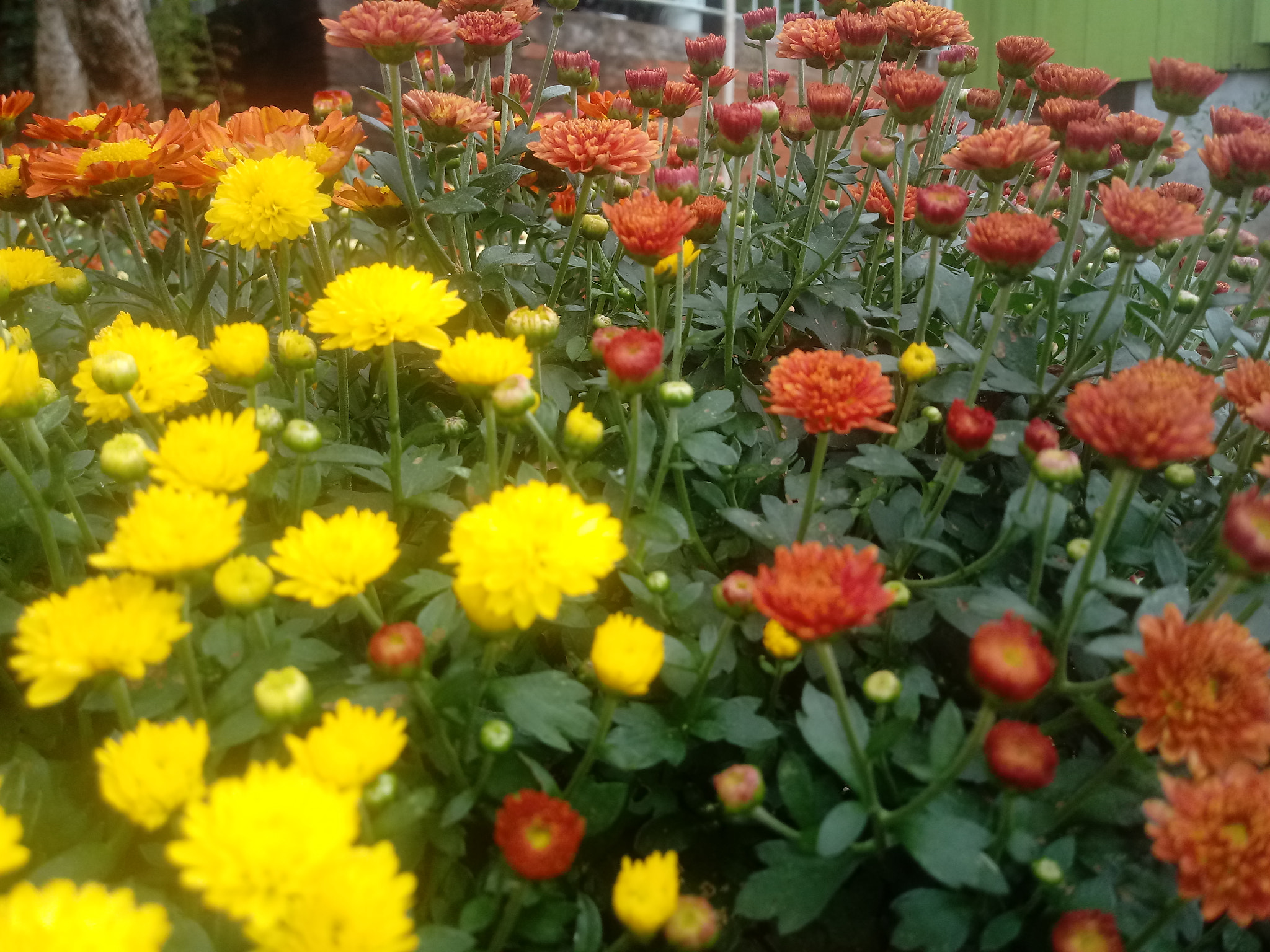 LG K10 (2017) sample photo