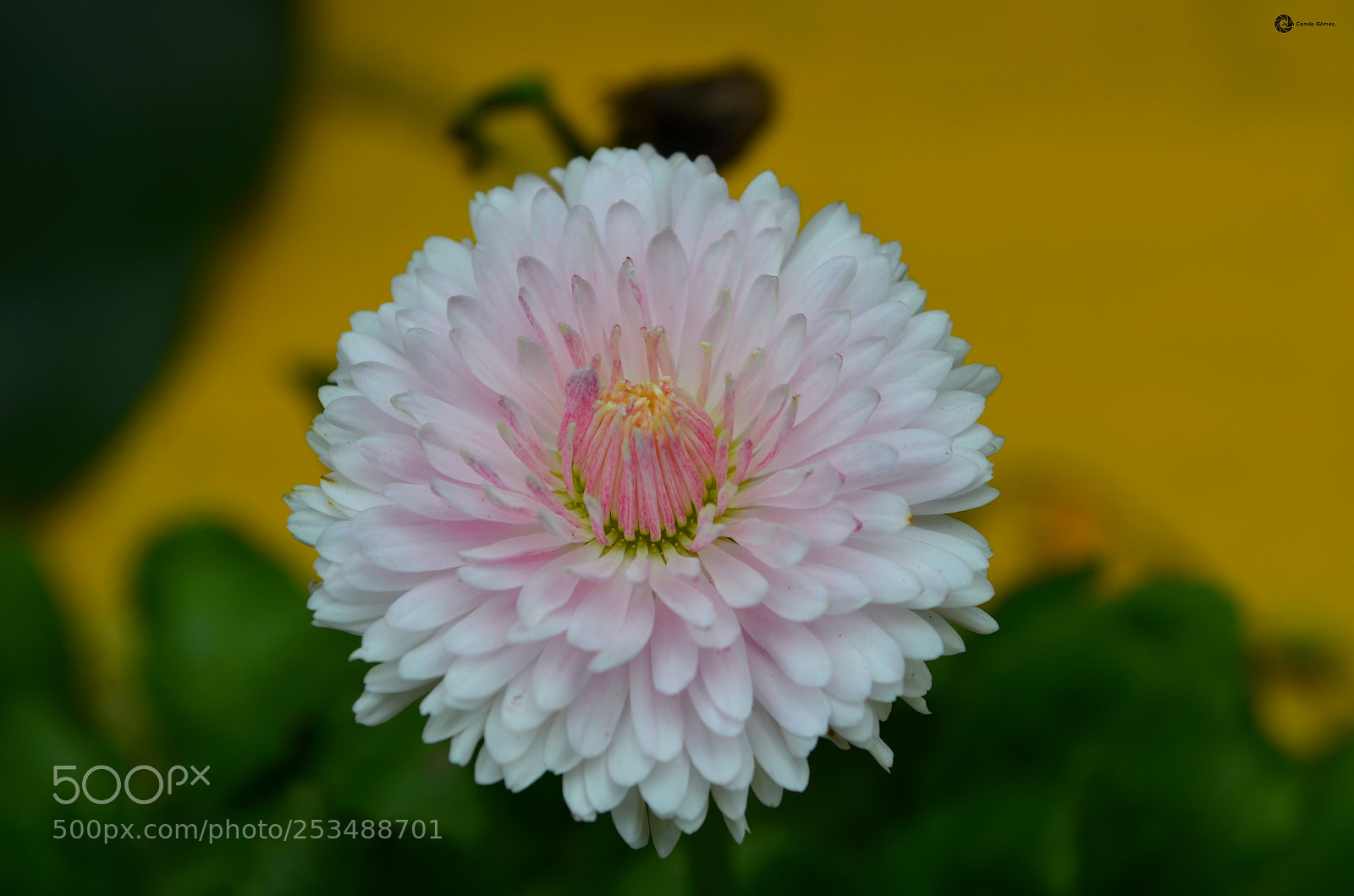 Nikon D5100 sample photo. Flores photography