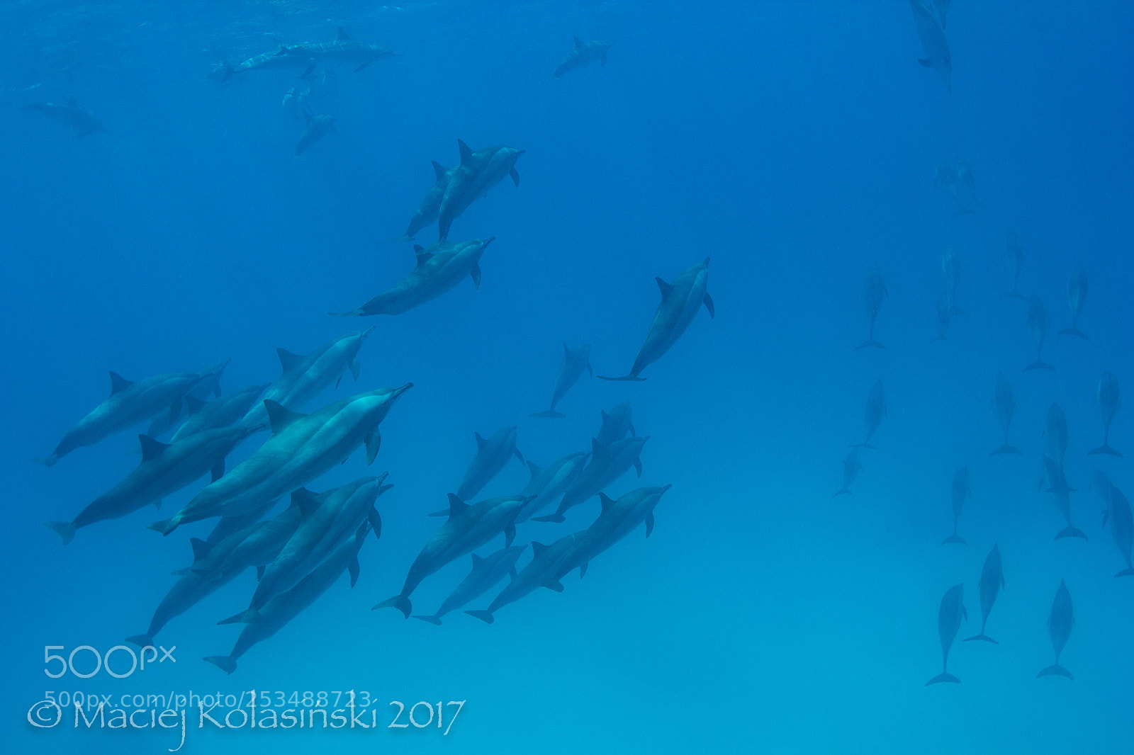 Canon EOS 60D sample photo. Dolphins from sattaya reef photography