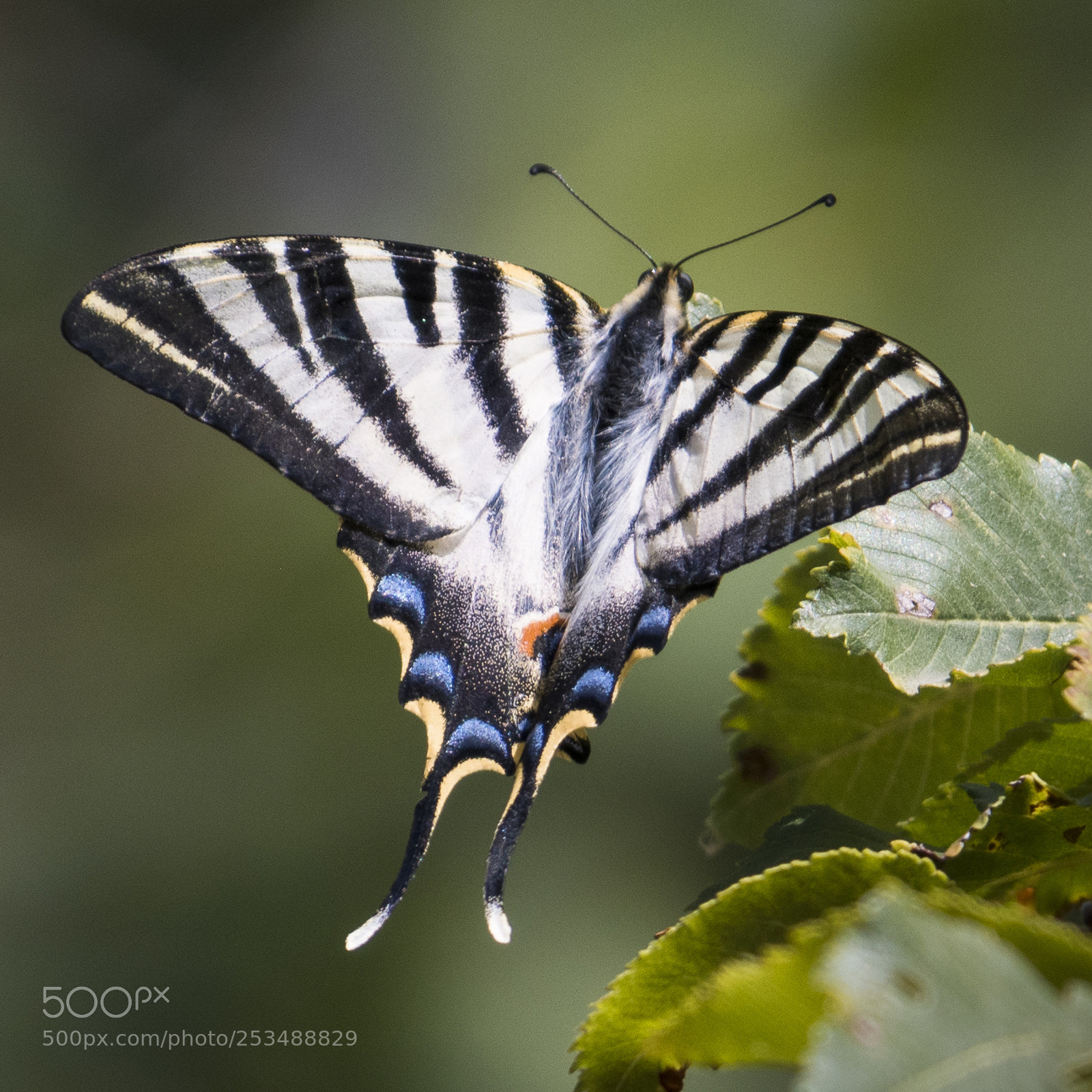 Nikon D500 sample photo. Iphiclides festhamelii photography
