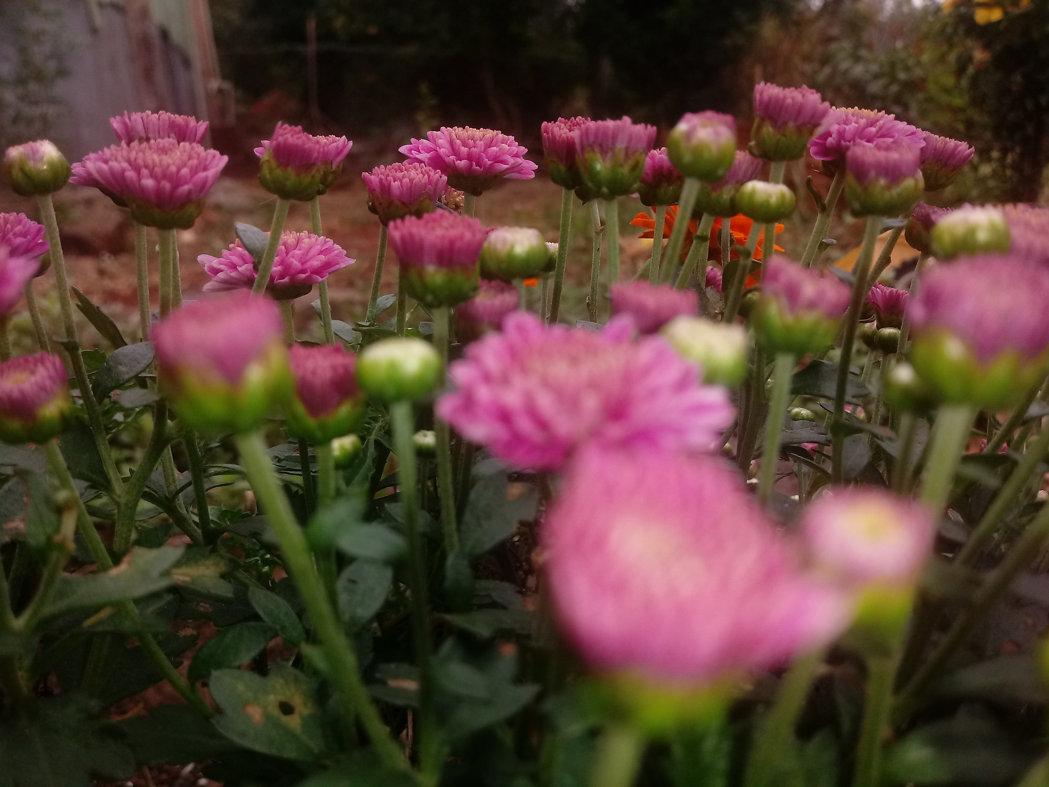 LG K10 (2017) sample photo
