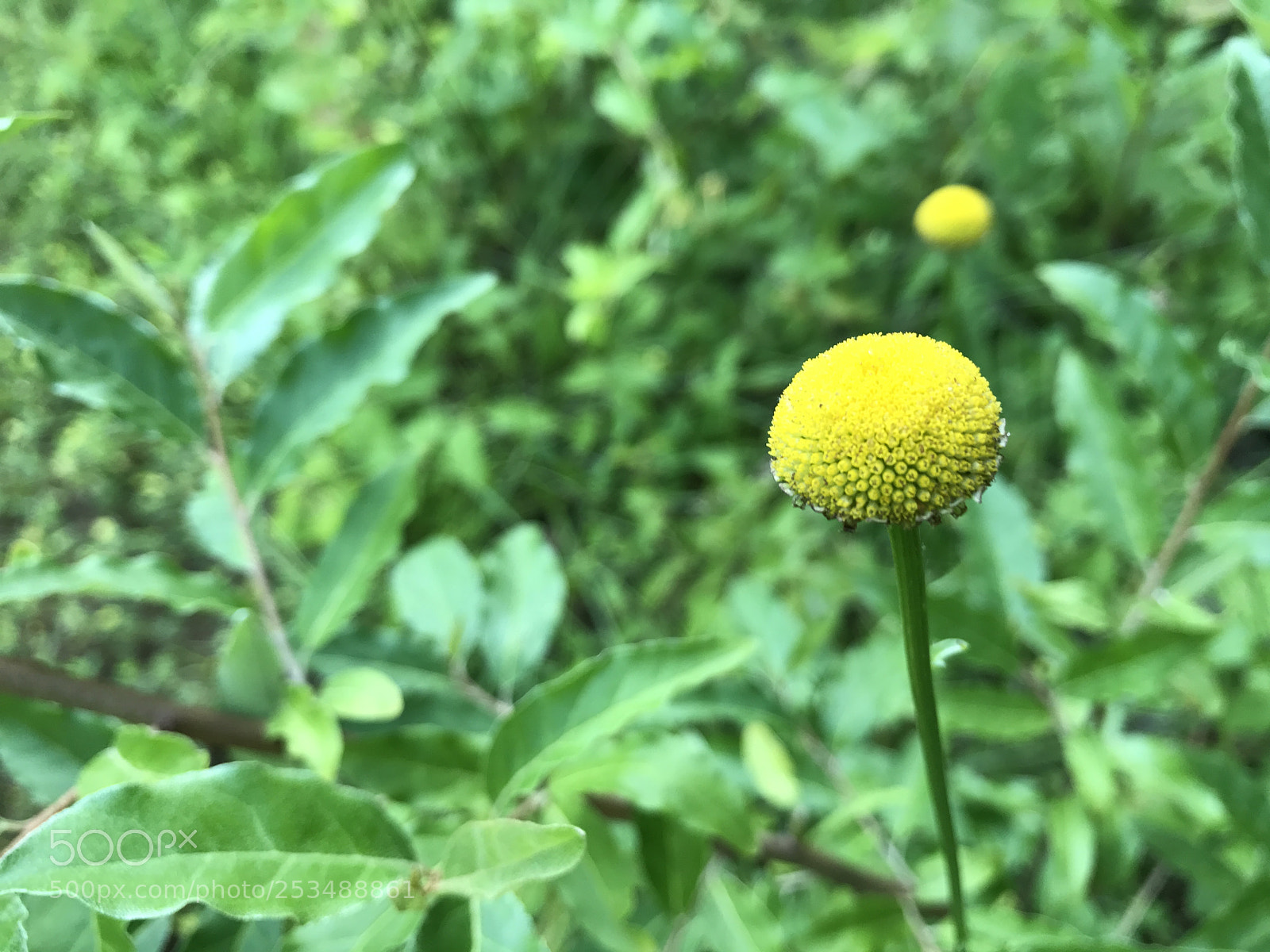 Apple iPhone 7 sample photo. Img photography