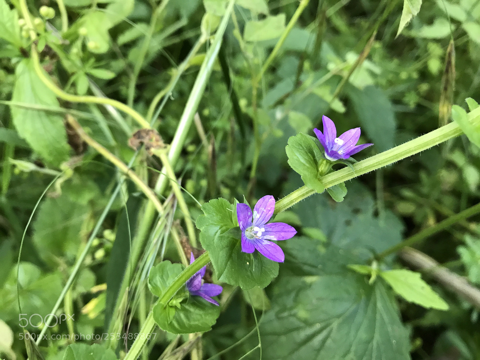 Apple iPhone 7 sample photo. Img photography