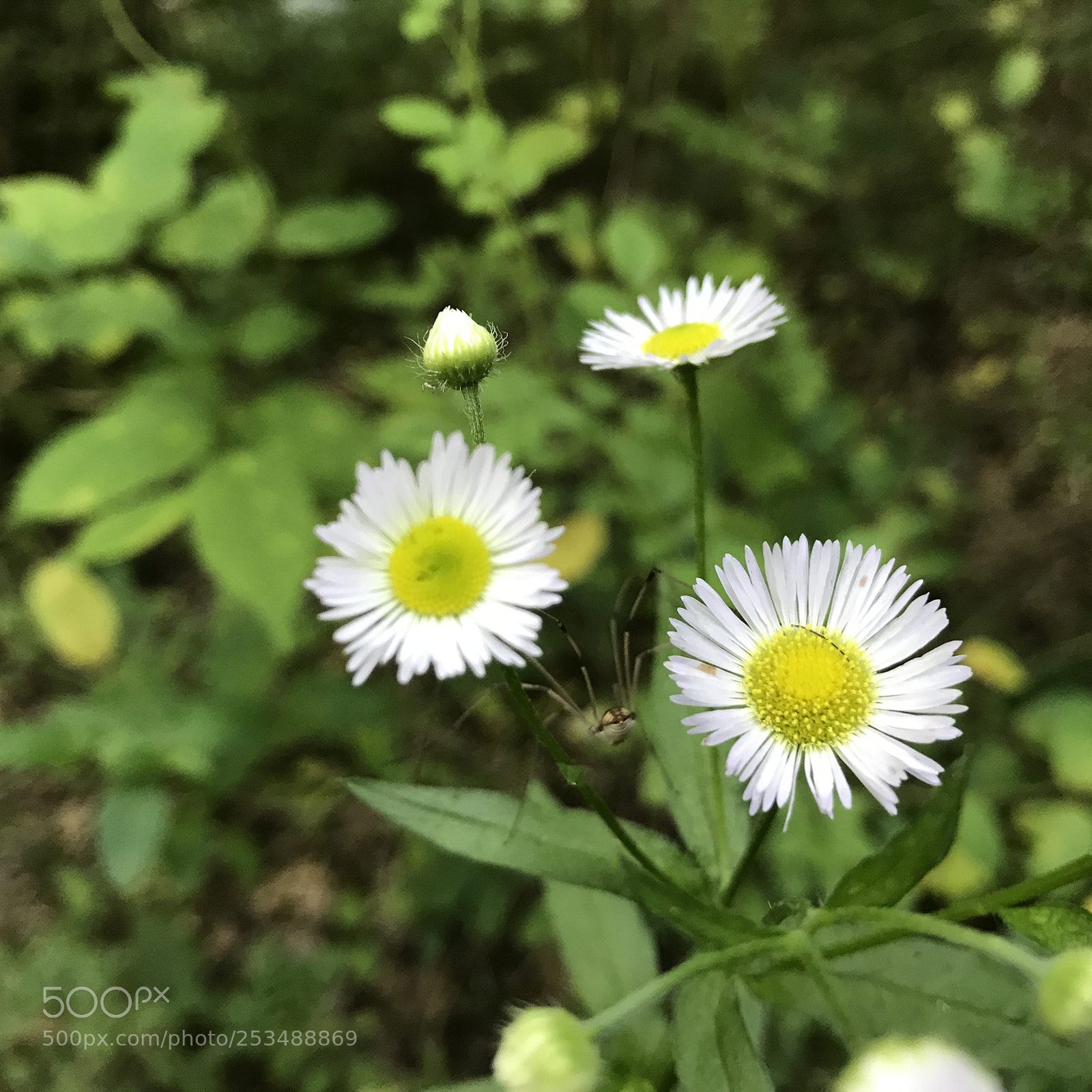 Apple iPhone 7 sample photo. Img photography