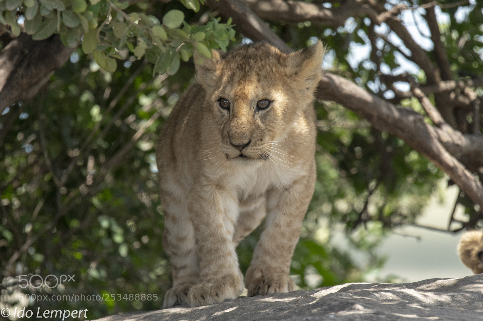 Nikon D500 sample photo. The prince photography