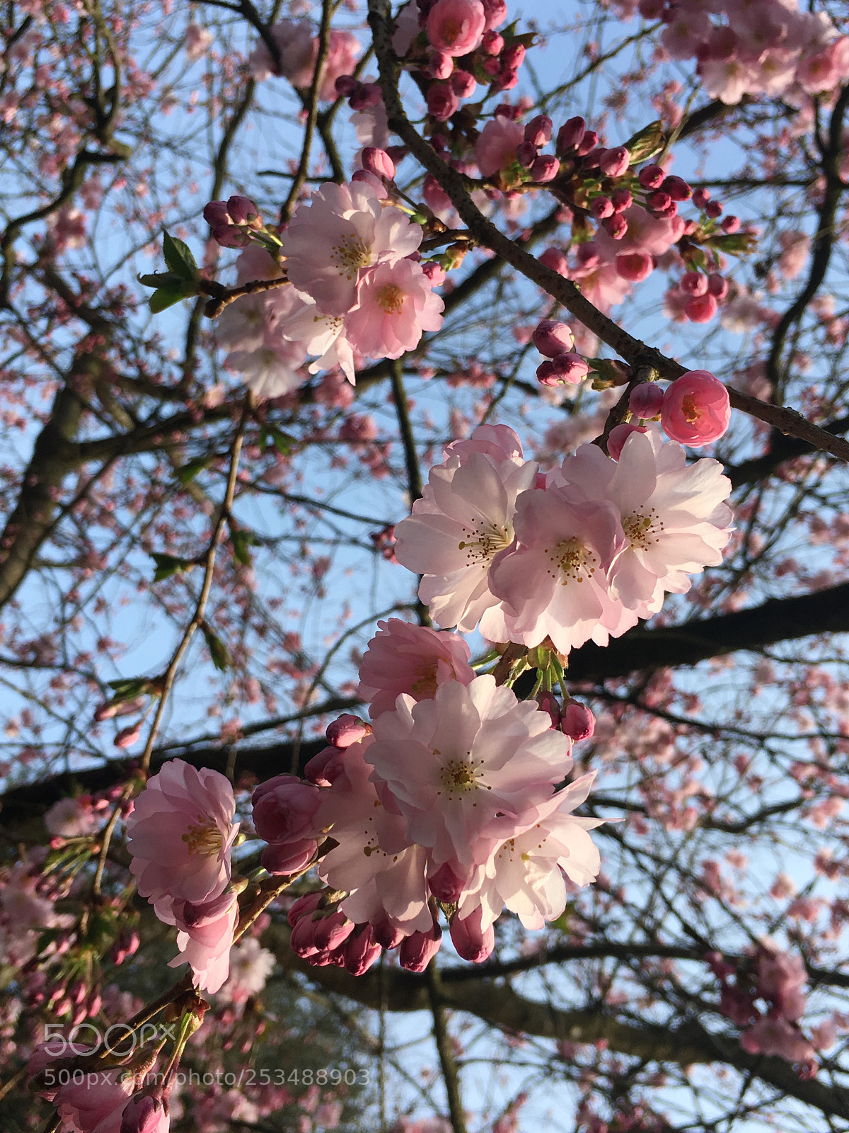 Apple iPhone 6s sample photo. Inception photography